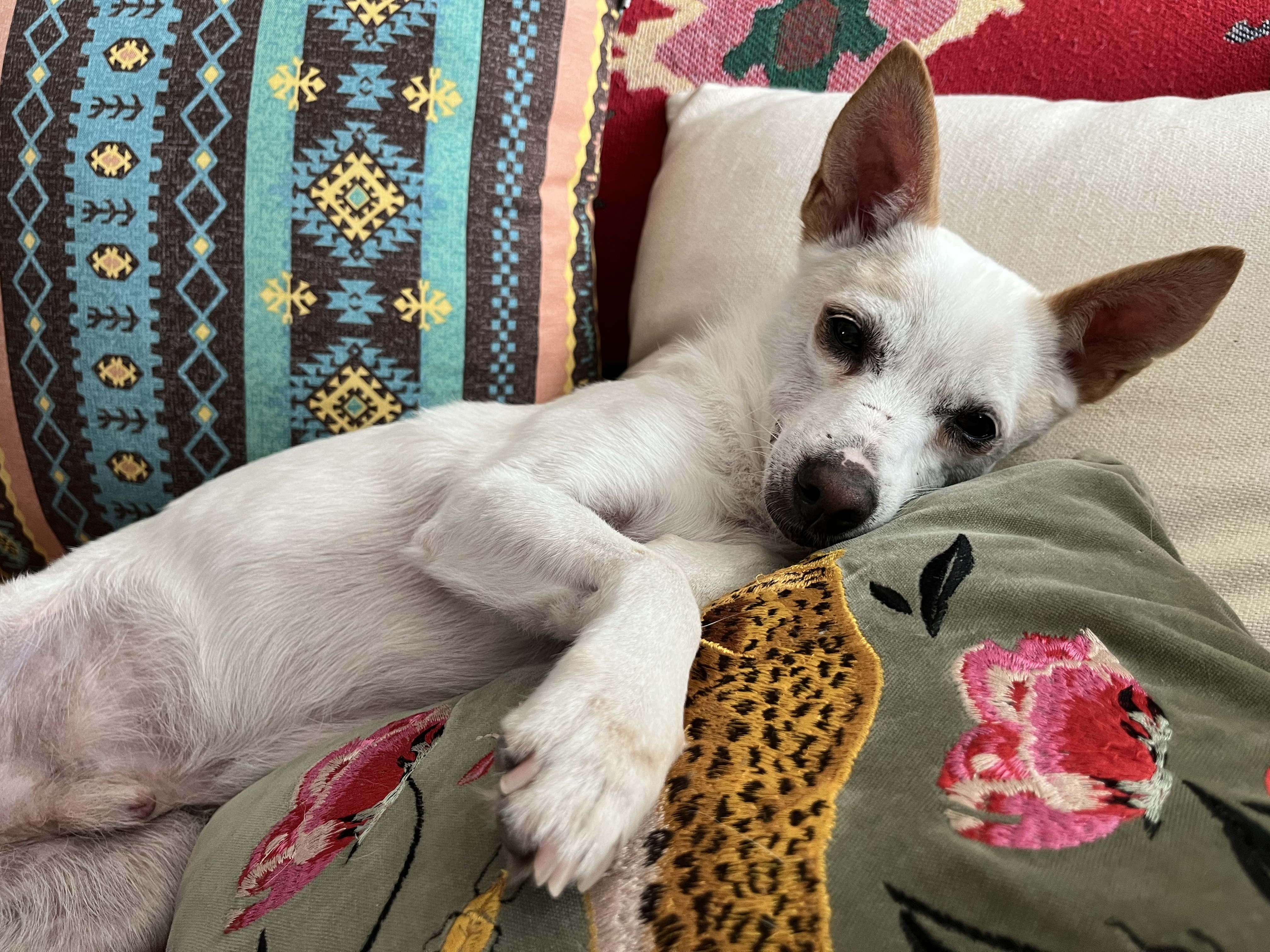 울동이 임보 벌써 한달~