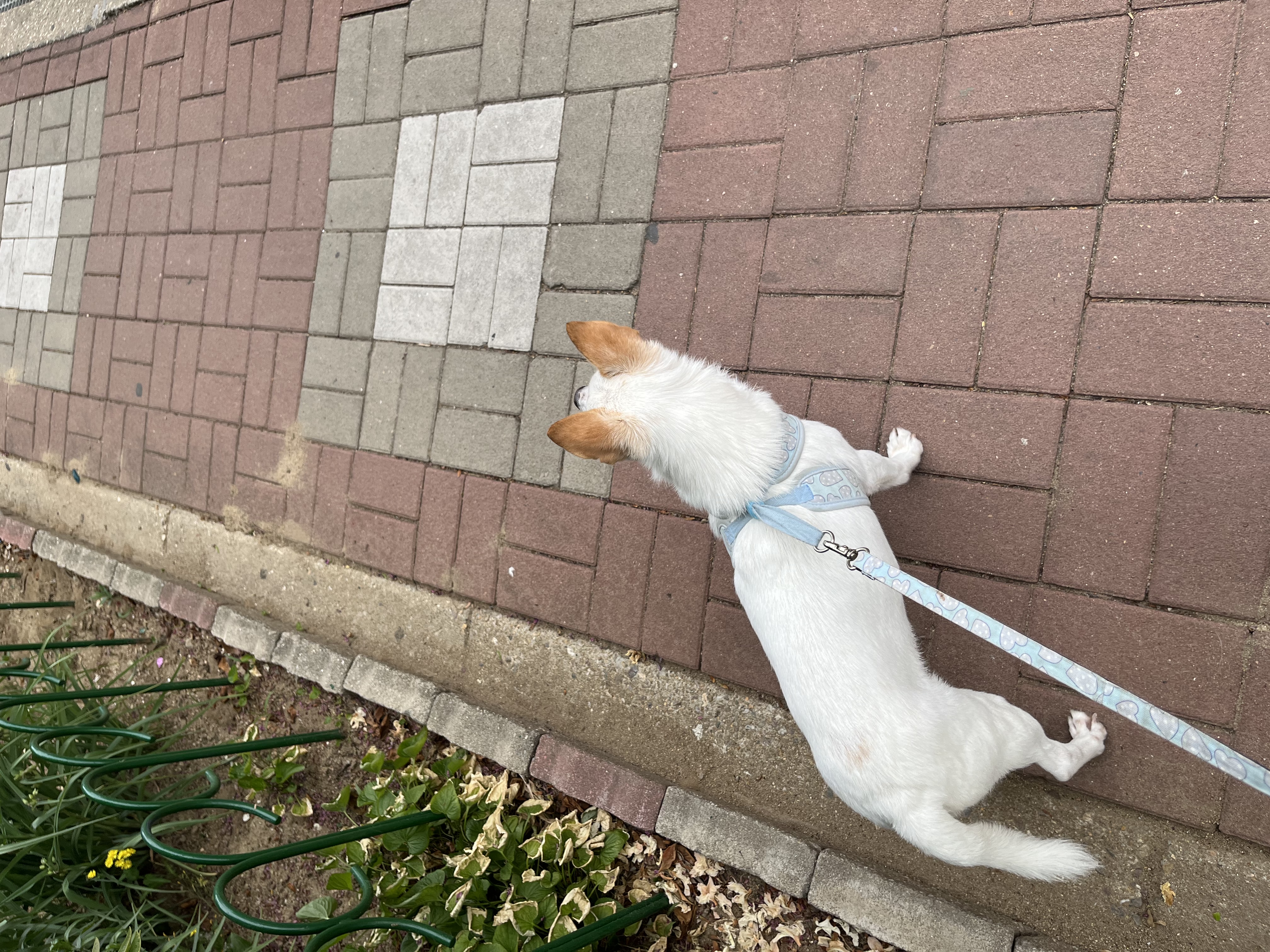 울동이 임보 벌써 한달~