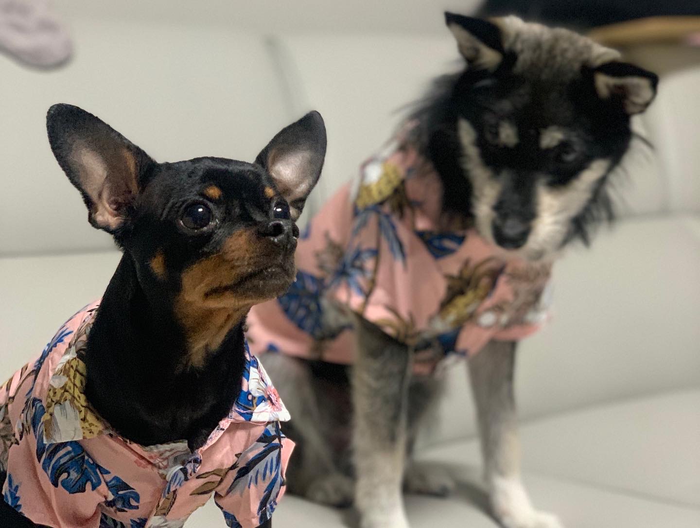 두송이 소식 전합니다!