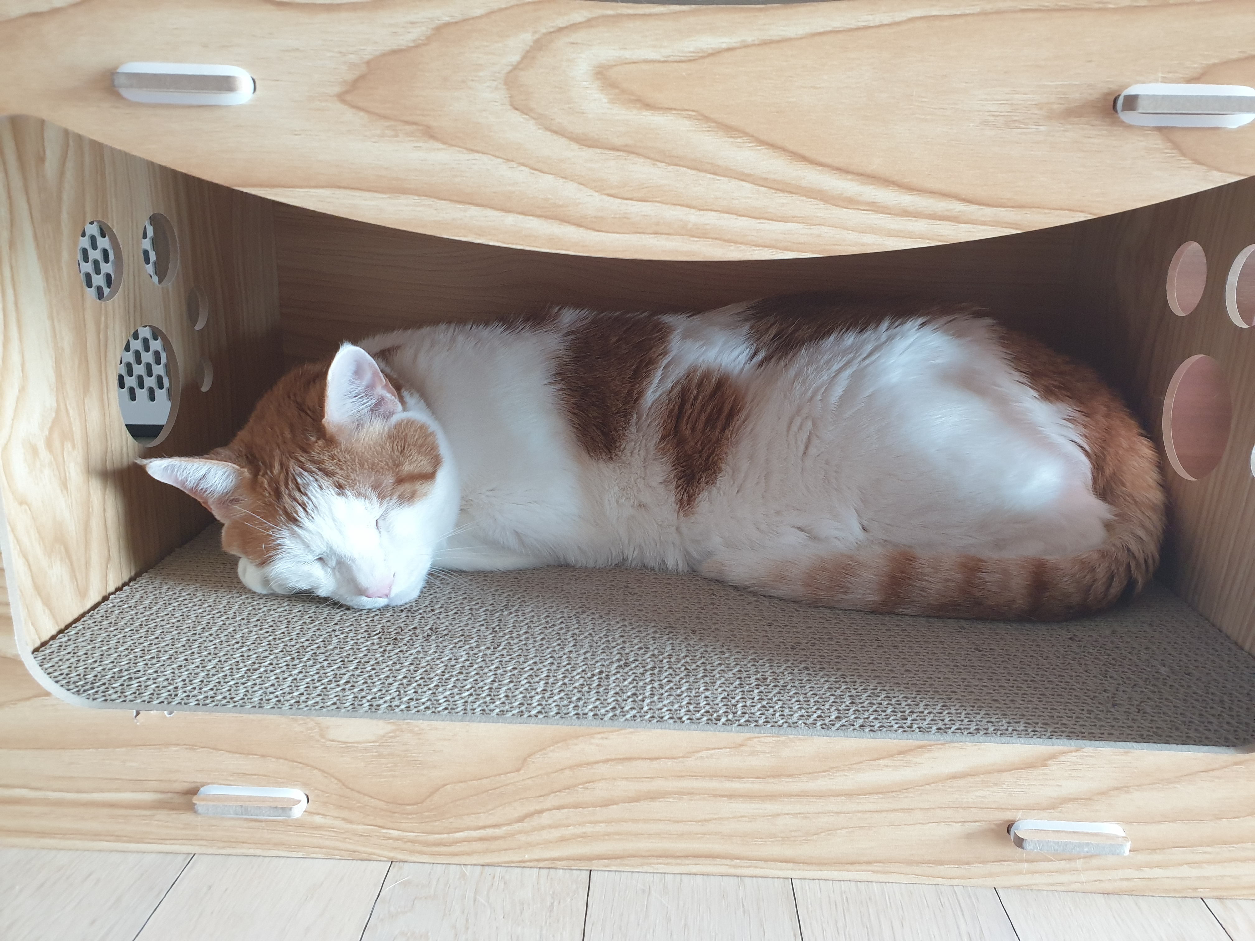 이제 노묘?가 된 보리입니다 ^^;;;