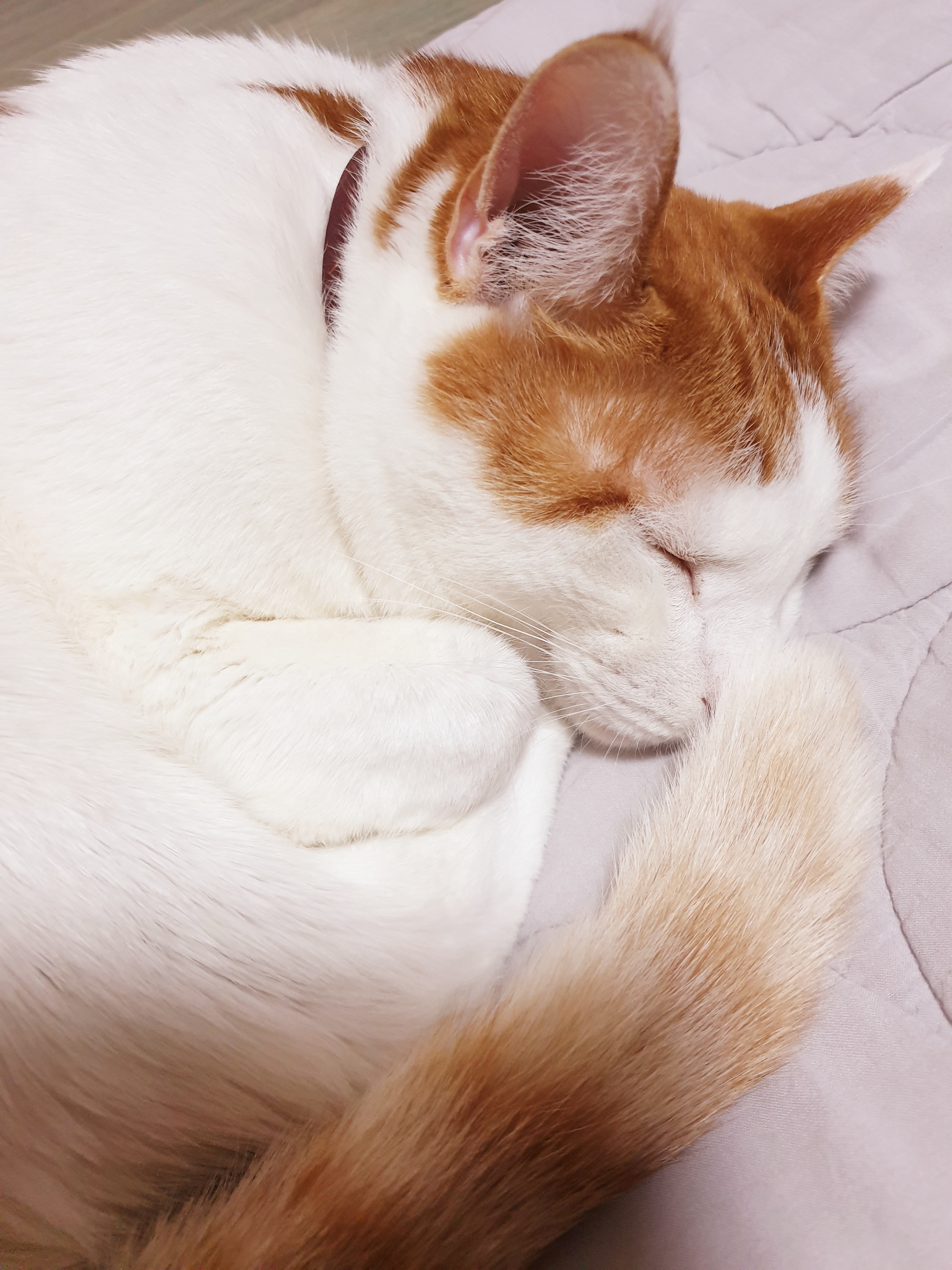 이제 노묘?가 된 보리입니다 ^^;;;