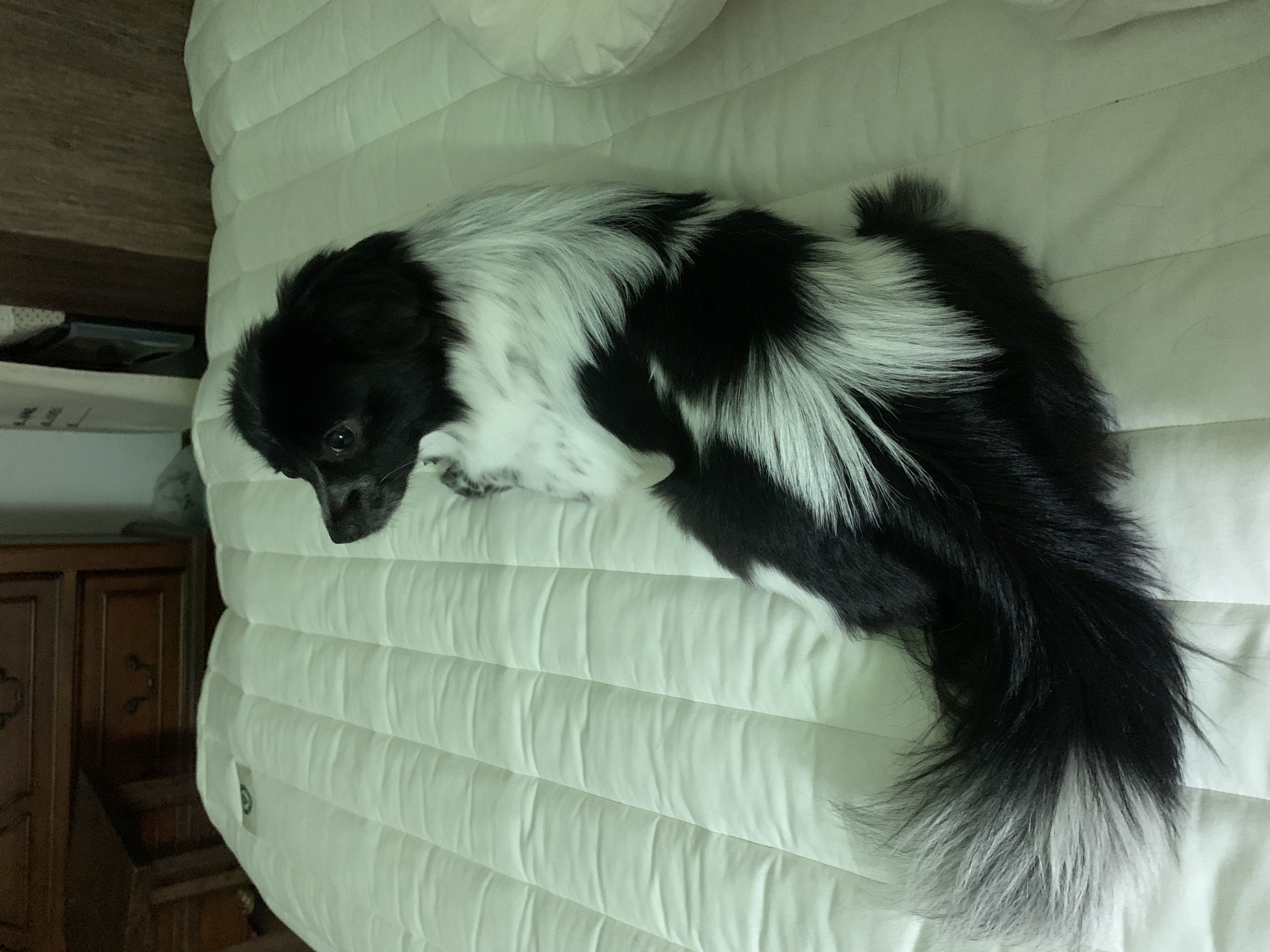 오이(오야) 입양 3달차!