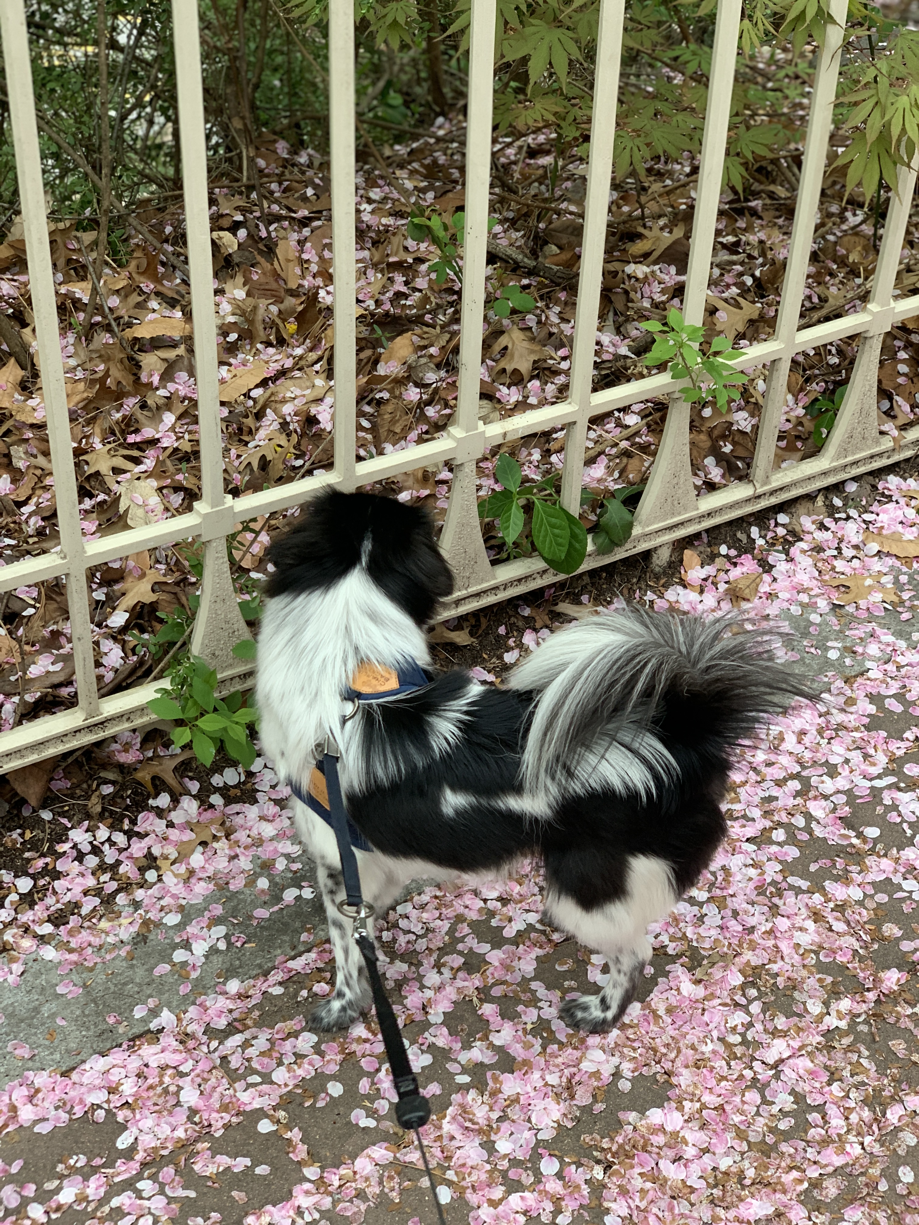 오이(오야) 입양 3달차!