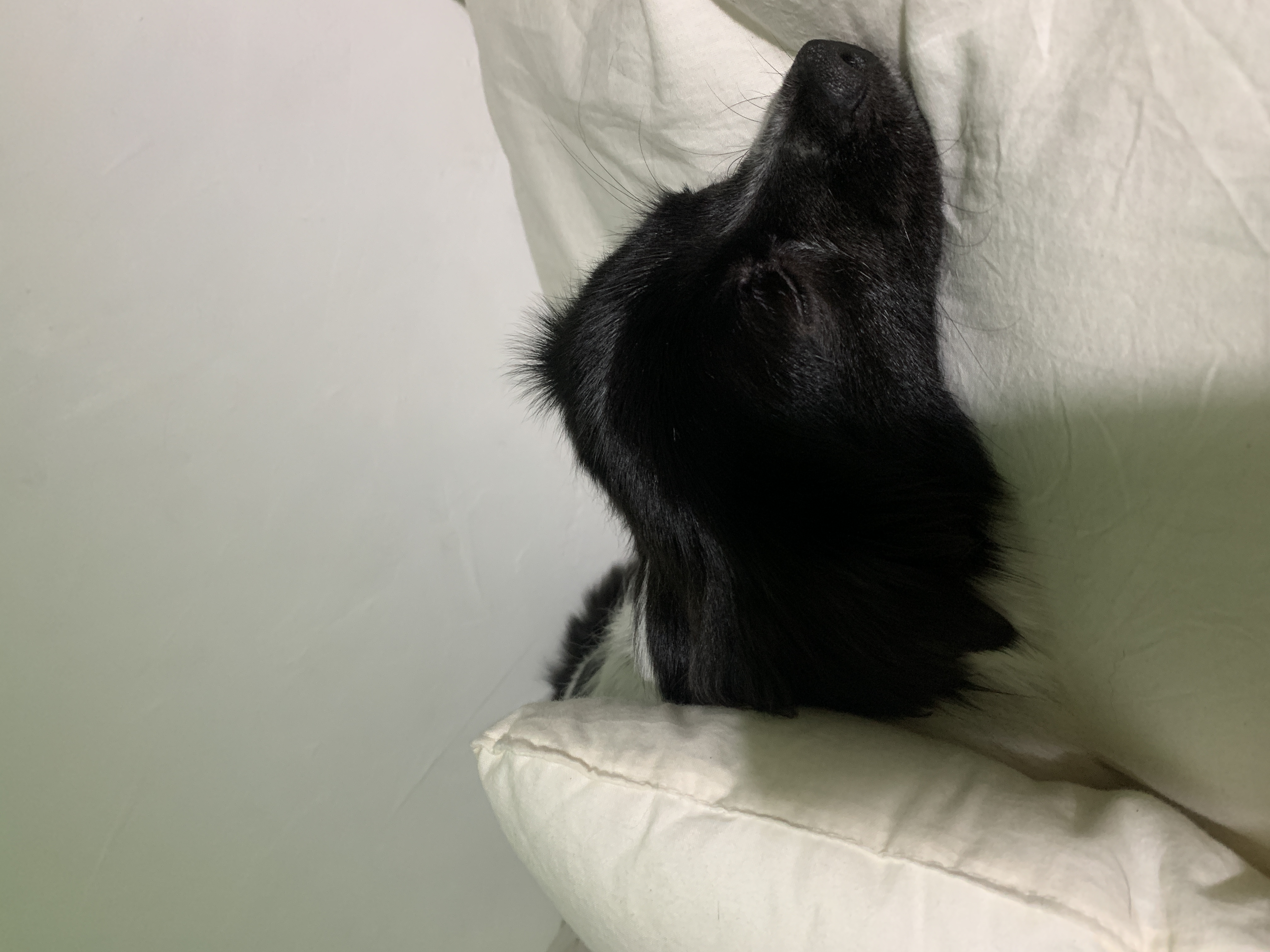 오이(오야) 입양 3달차!