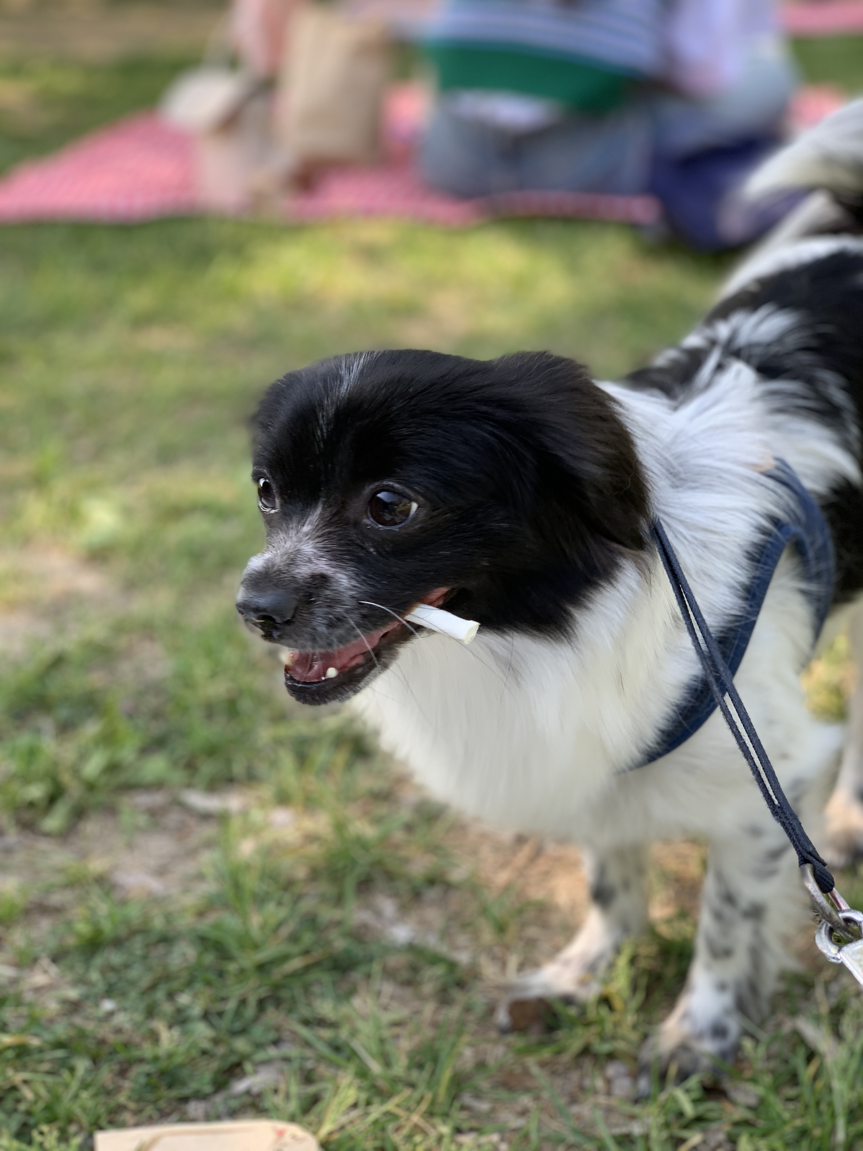 오이(오야) 입양 3달차!