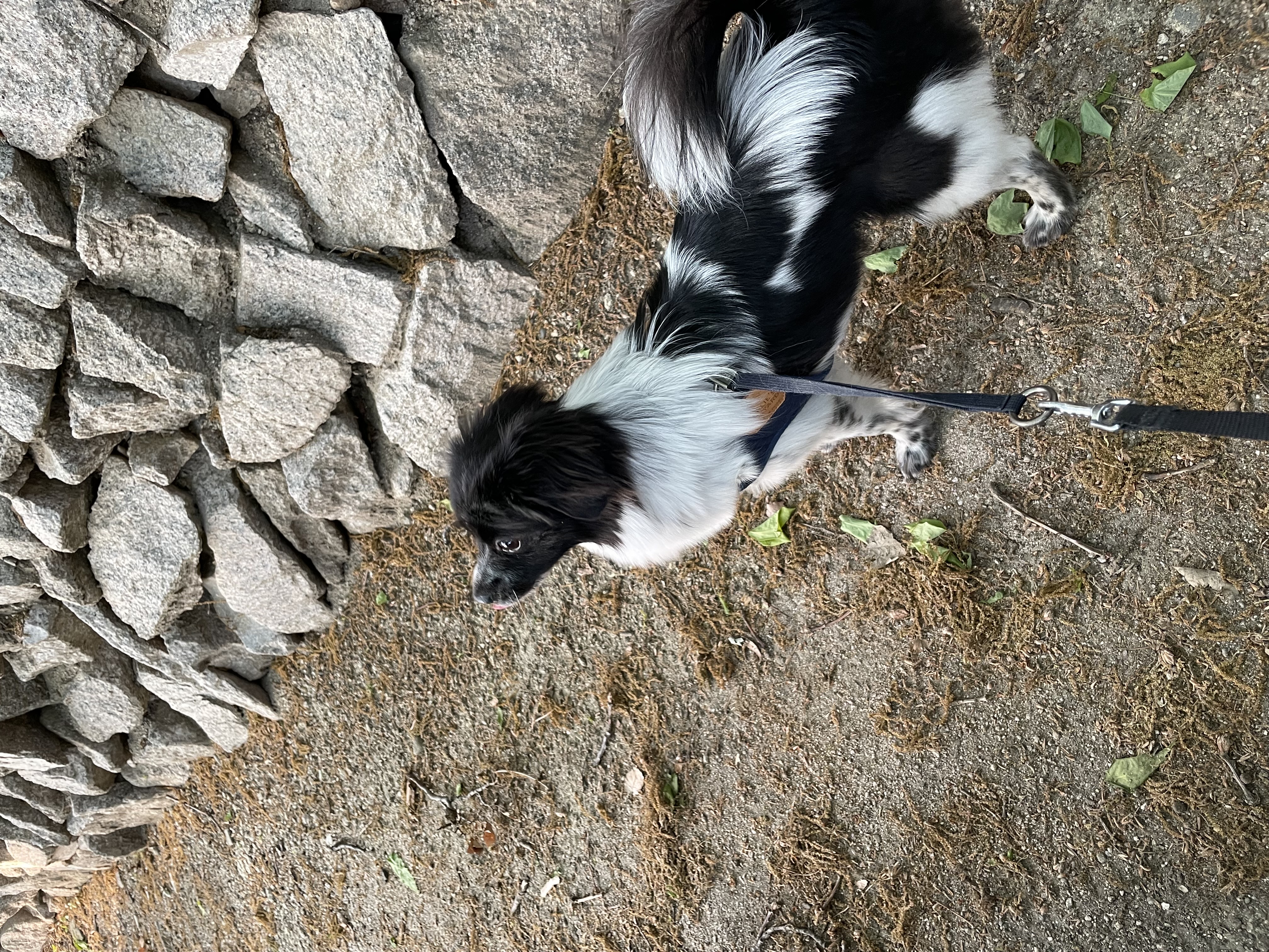 오이(오야) 입양 3달차!