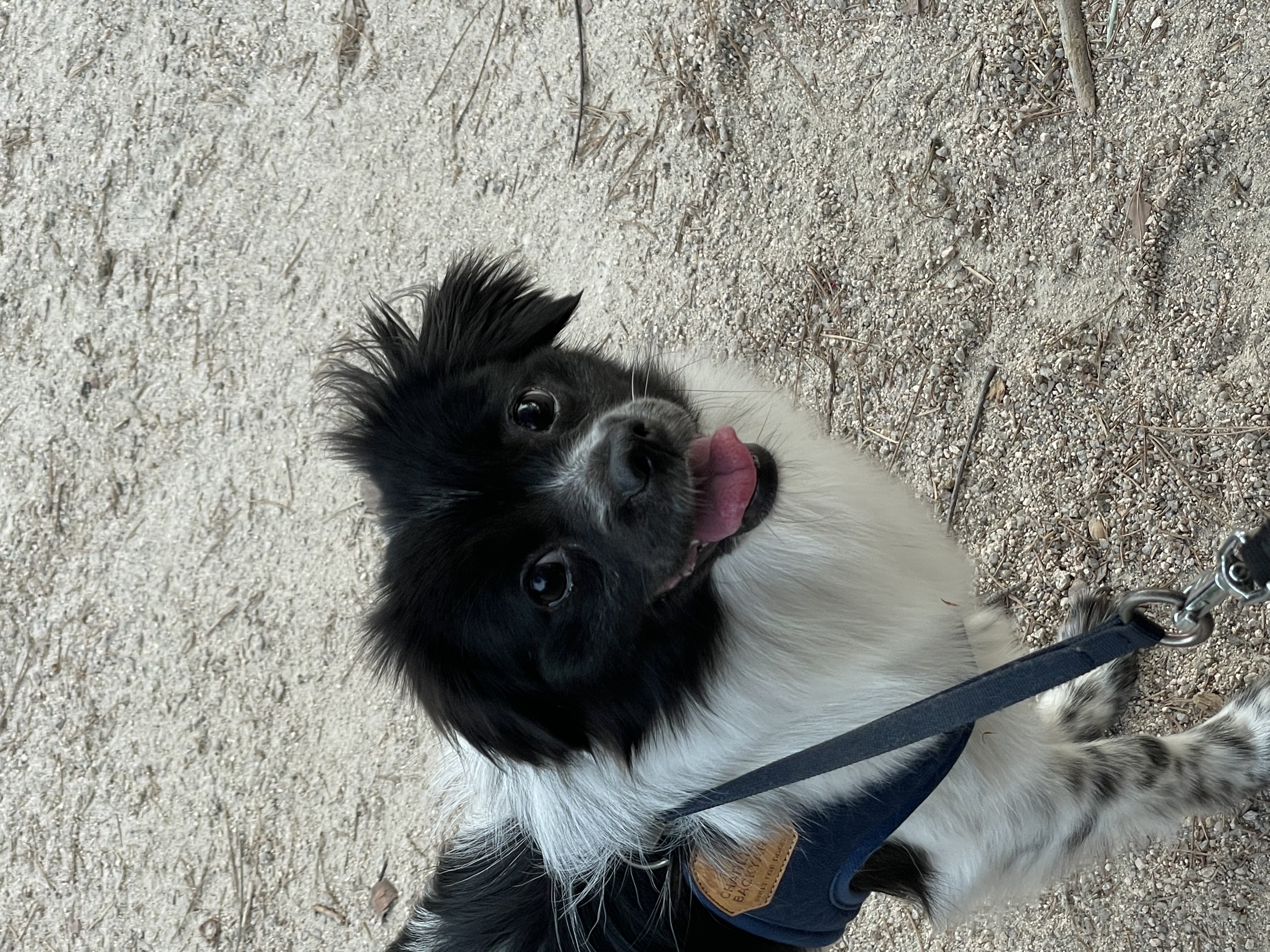 오이(오야) 입양 3달차!