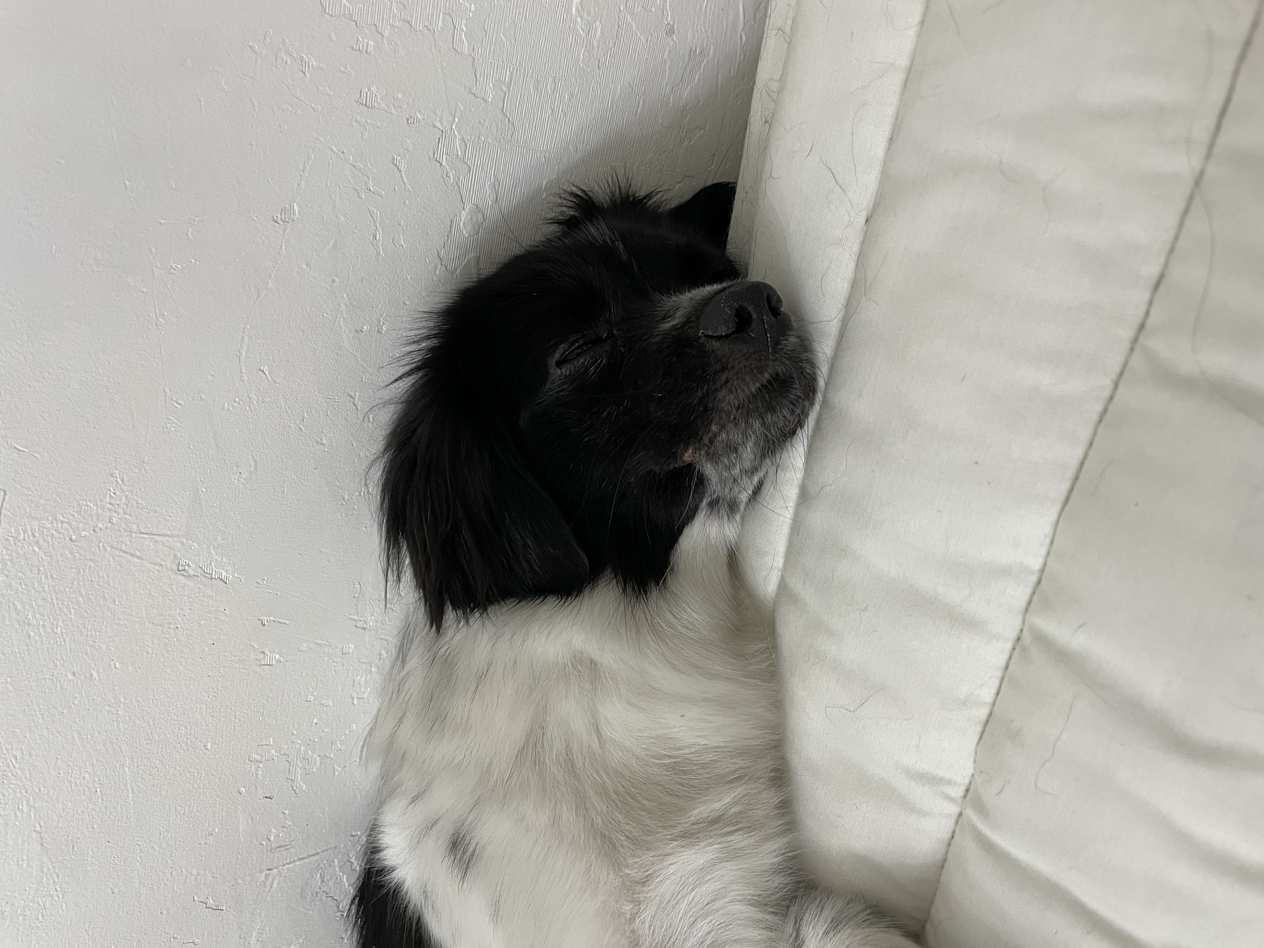 오이(오야) 입양 3달차!