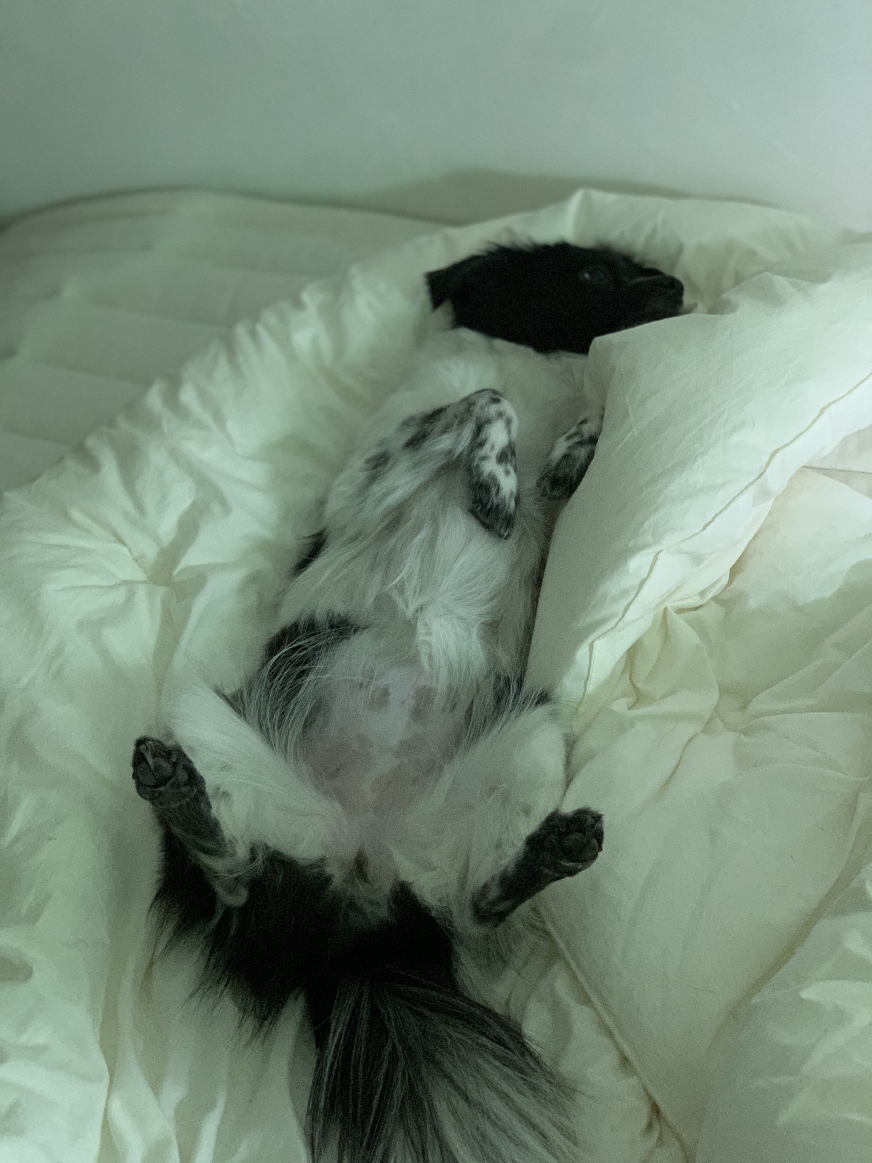 오이(오야) 입양 3달차!