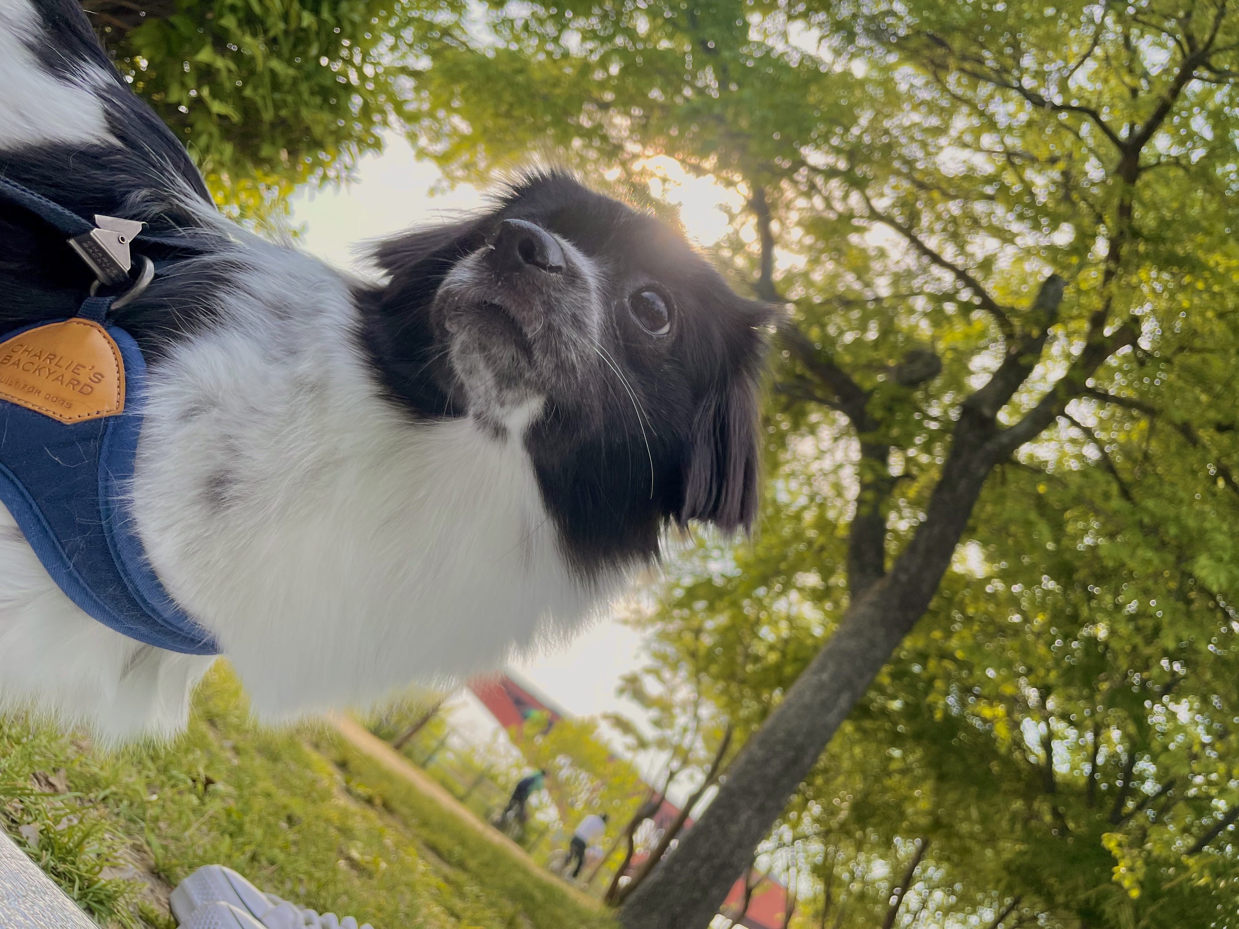 오이(오야) 입양 3달차!