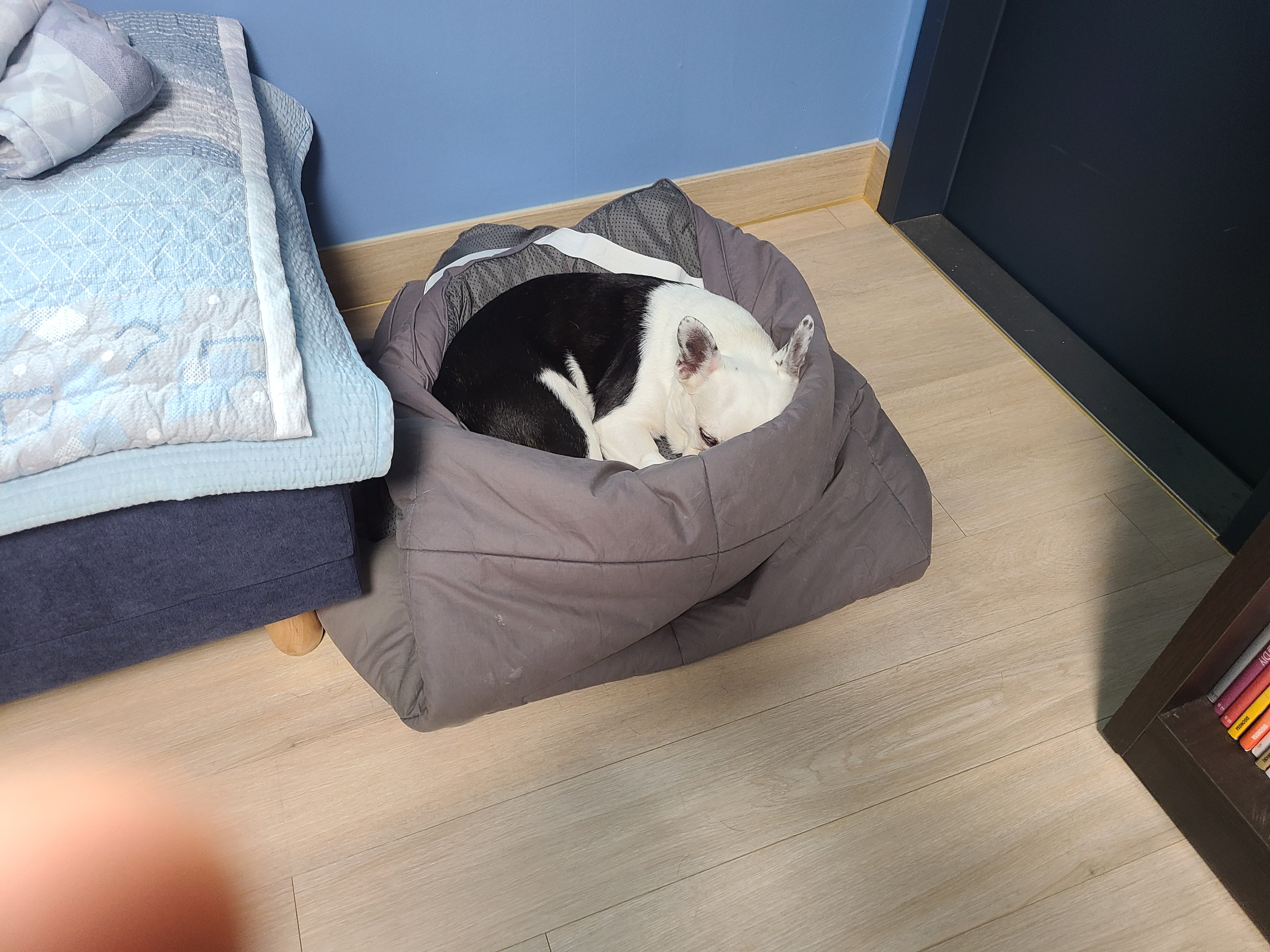 애둥이 온지 3개월^^