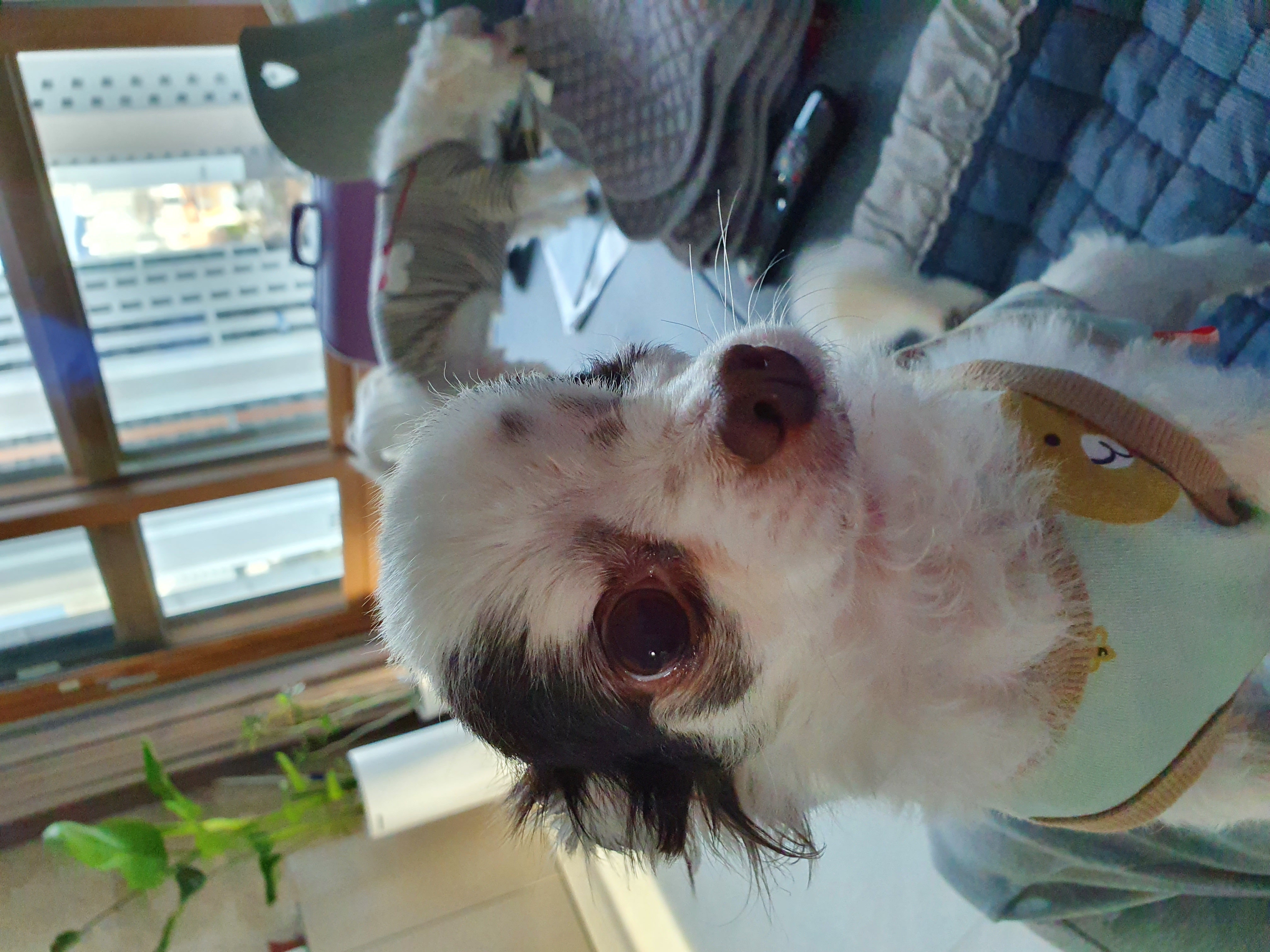 곤지암 산이(히치) 입양 1년 후 이야기