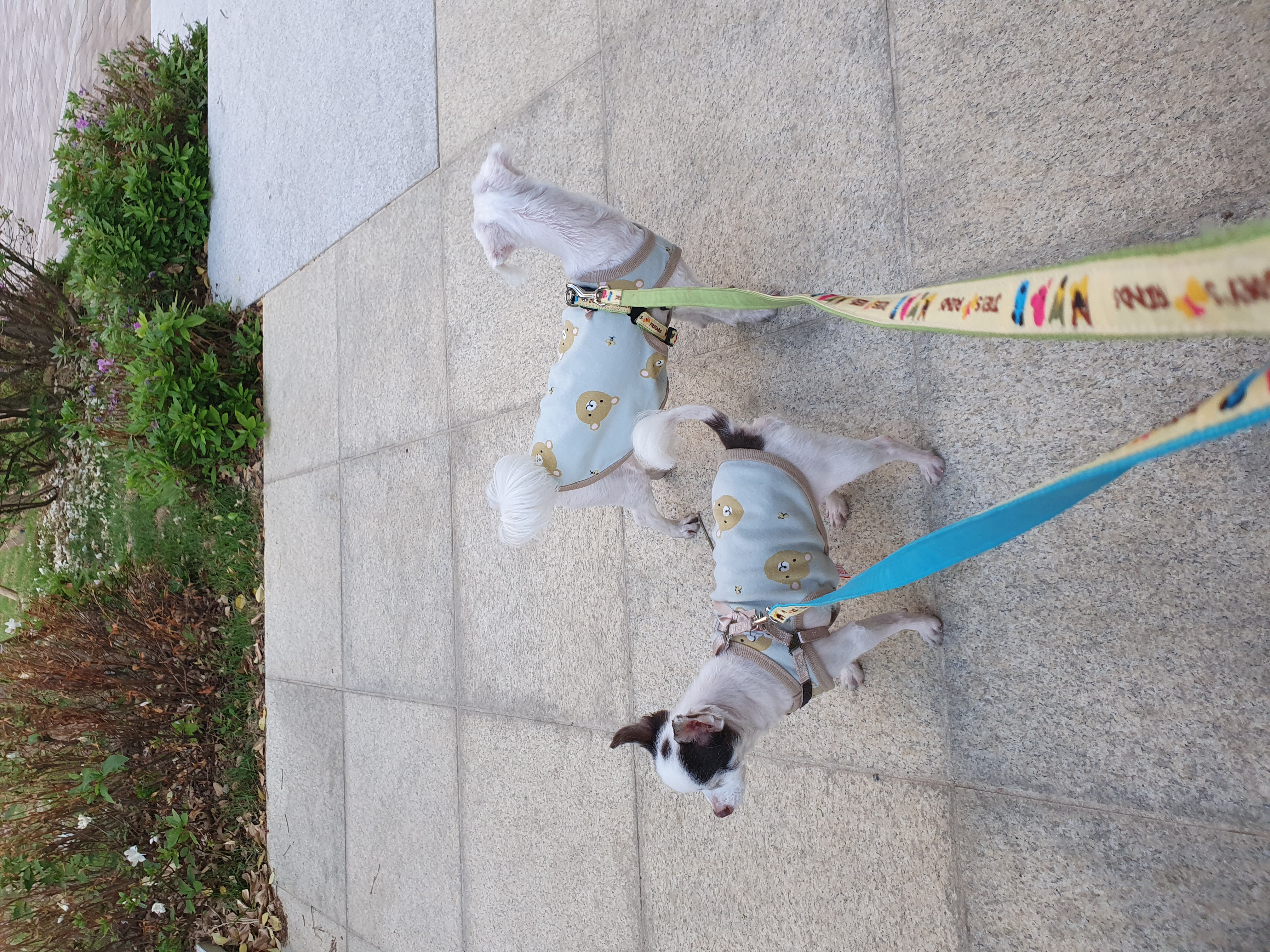 곤지암 산이(히치) 입양 1년 후 이야기