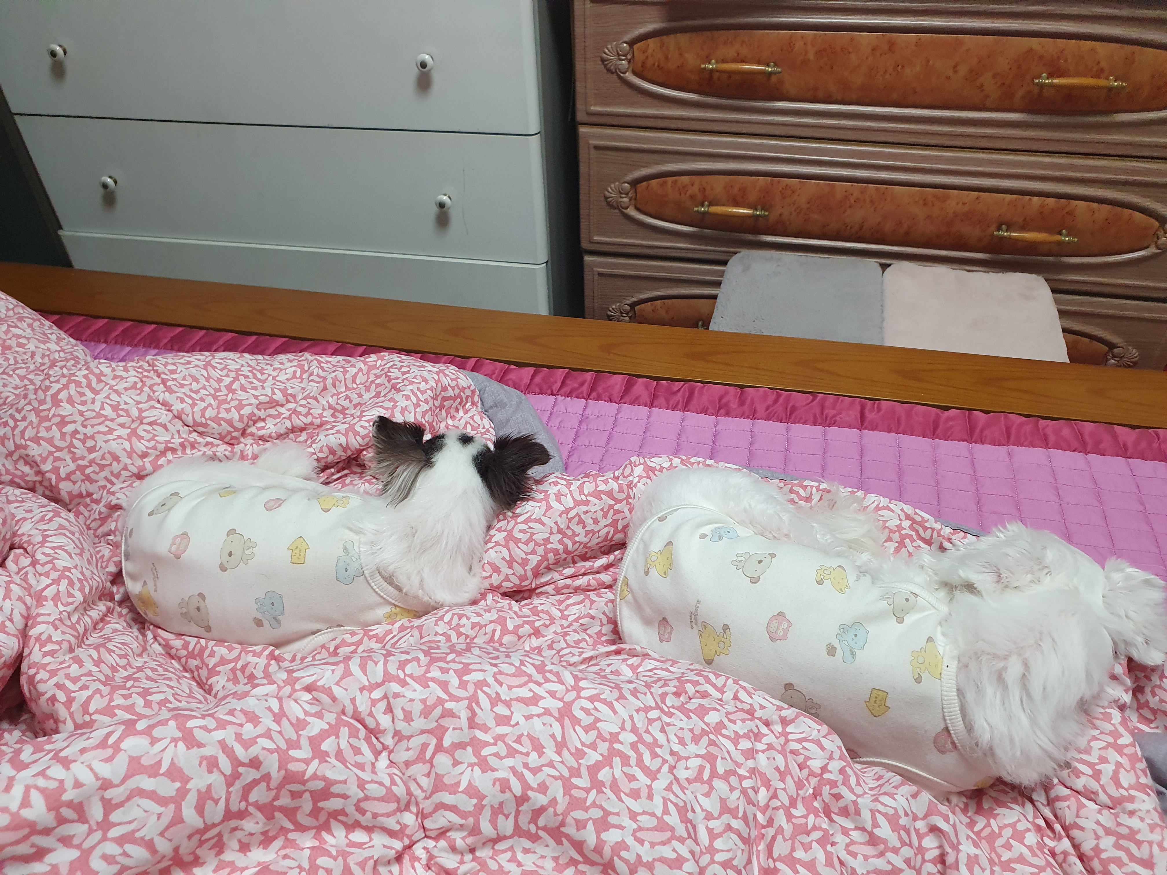 곤지암 산이(히치) 입양 1년 후 이야기