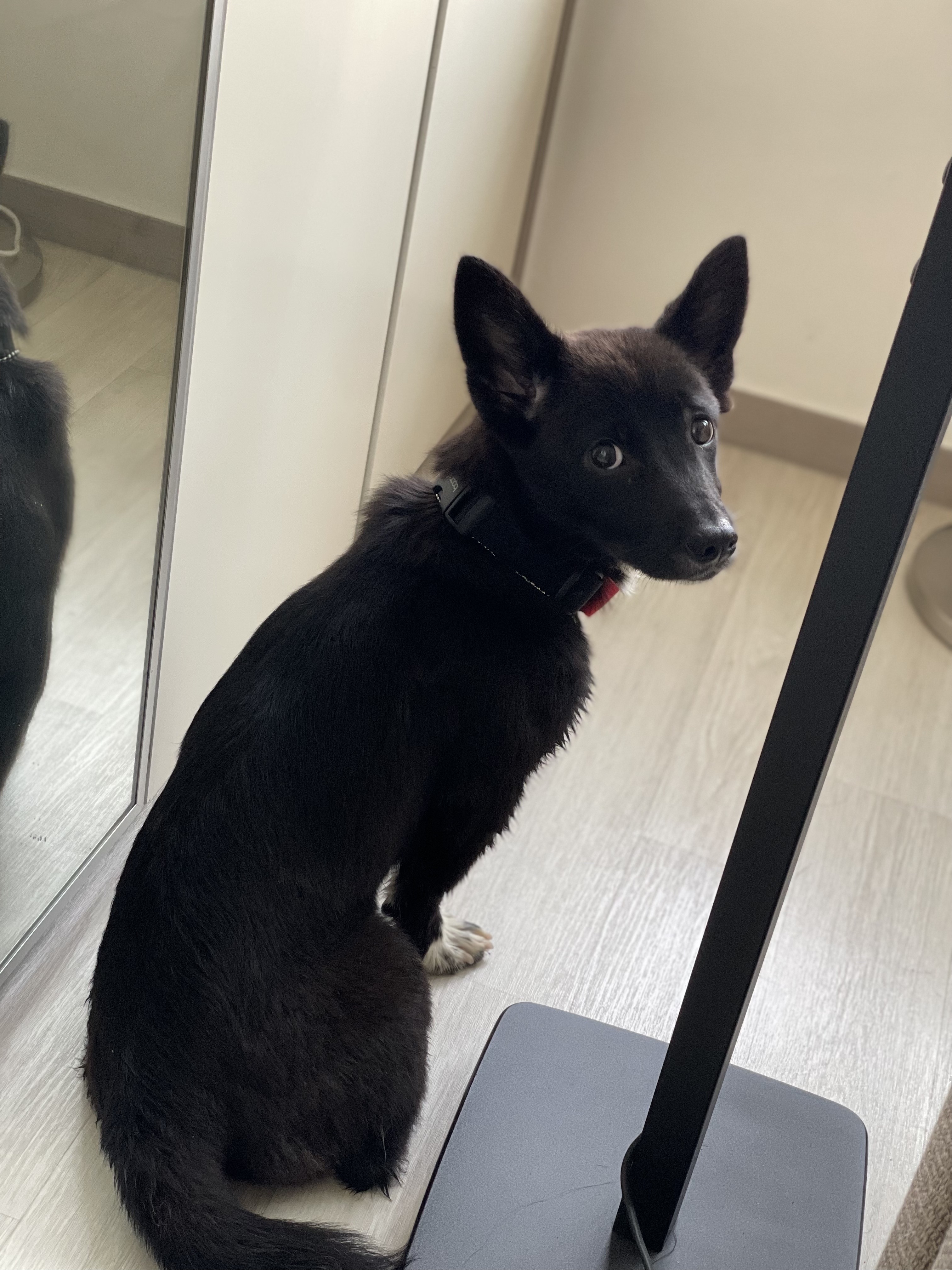 그린이 입양 1주일차 근황입니다~