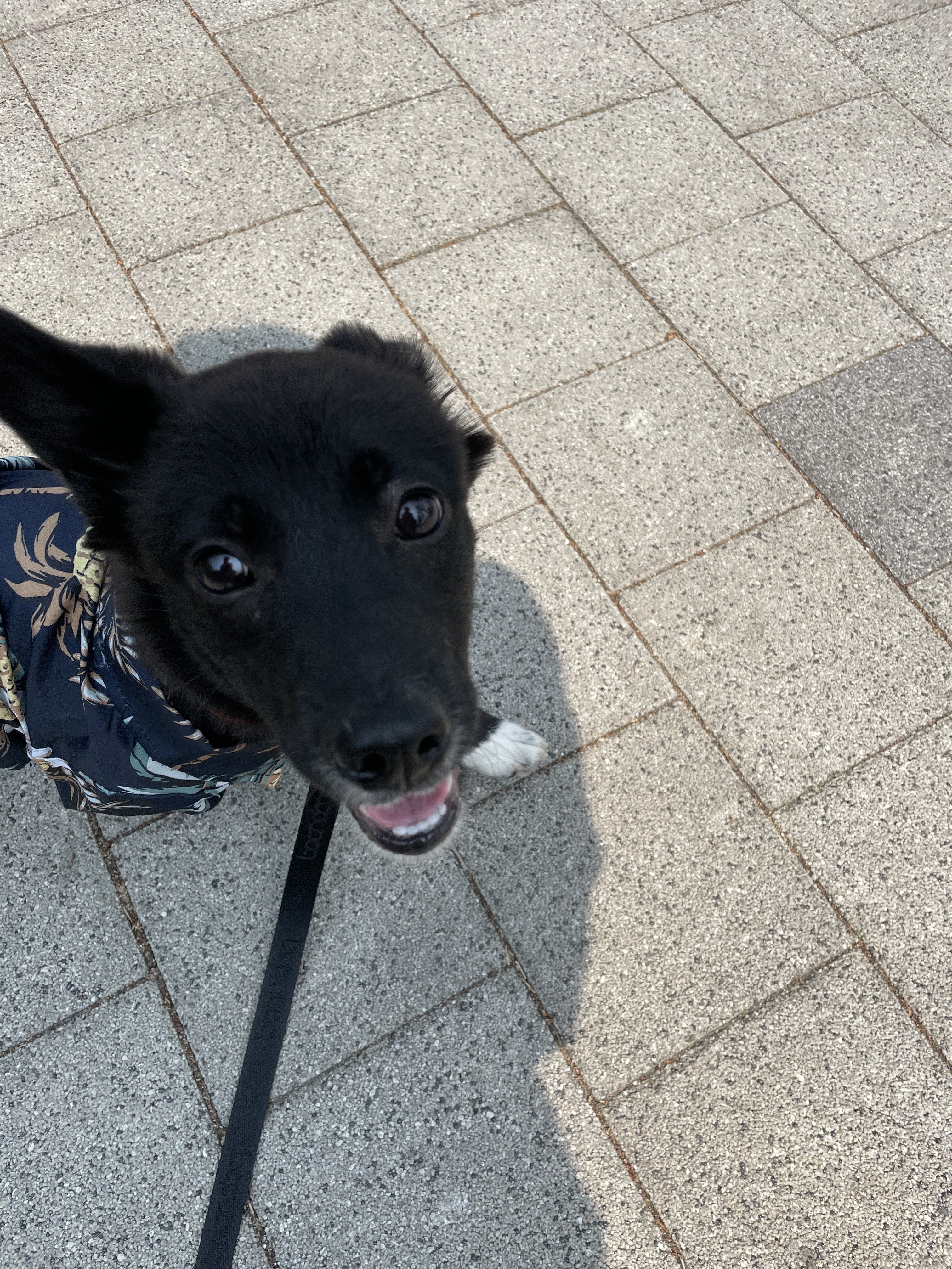 그린이 입양 1주일차 근황입니다~