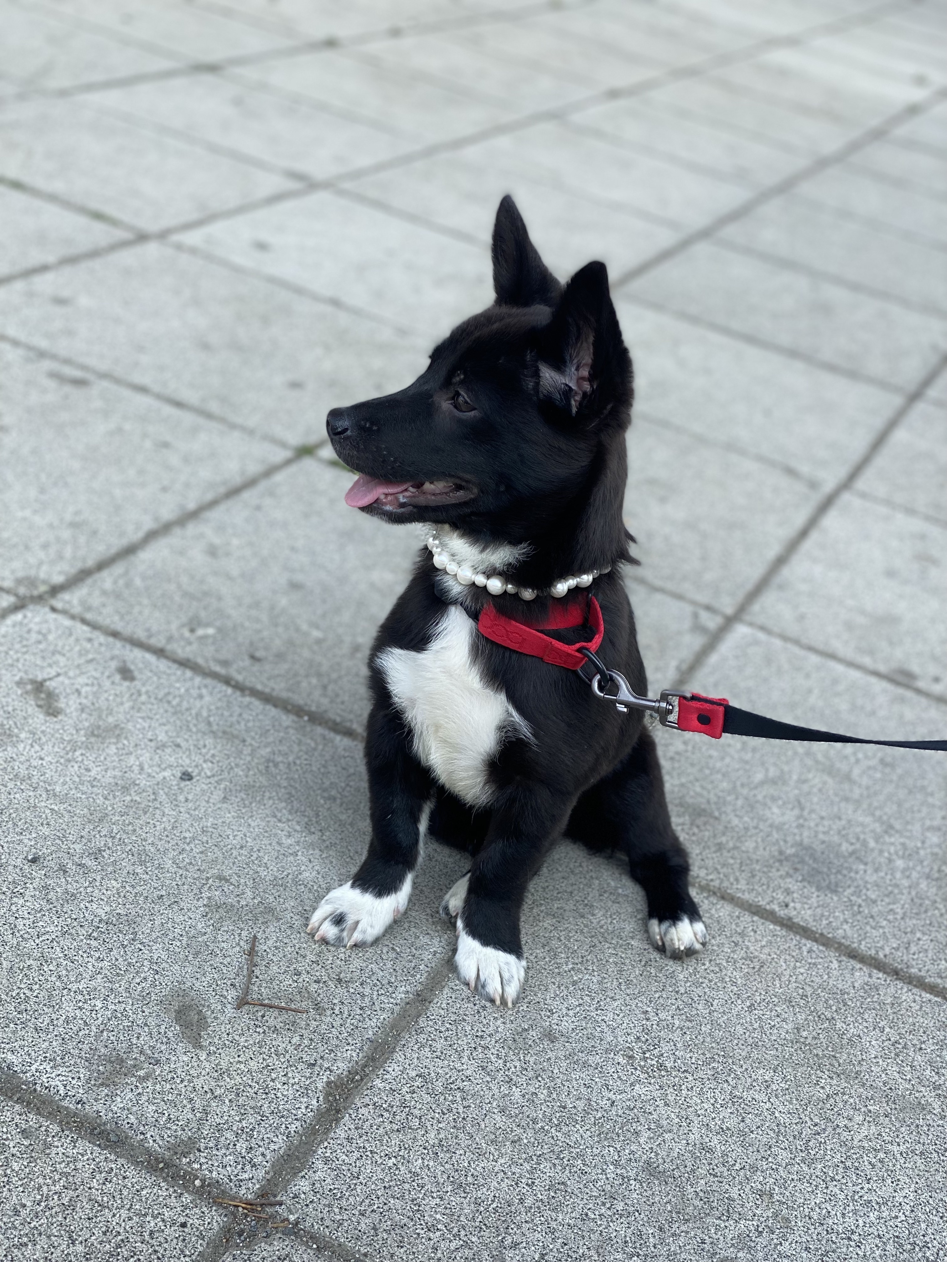 그린이 입양 1주일차 근황입니다~