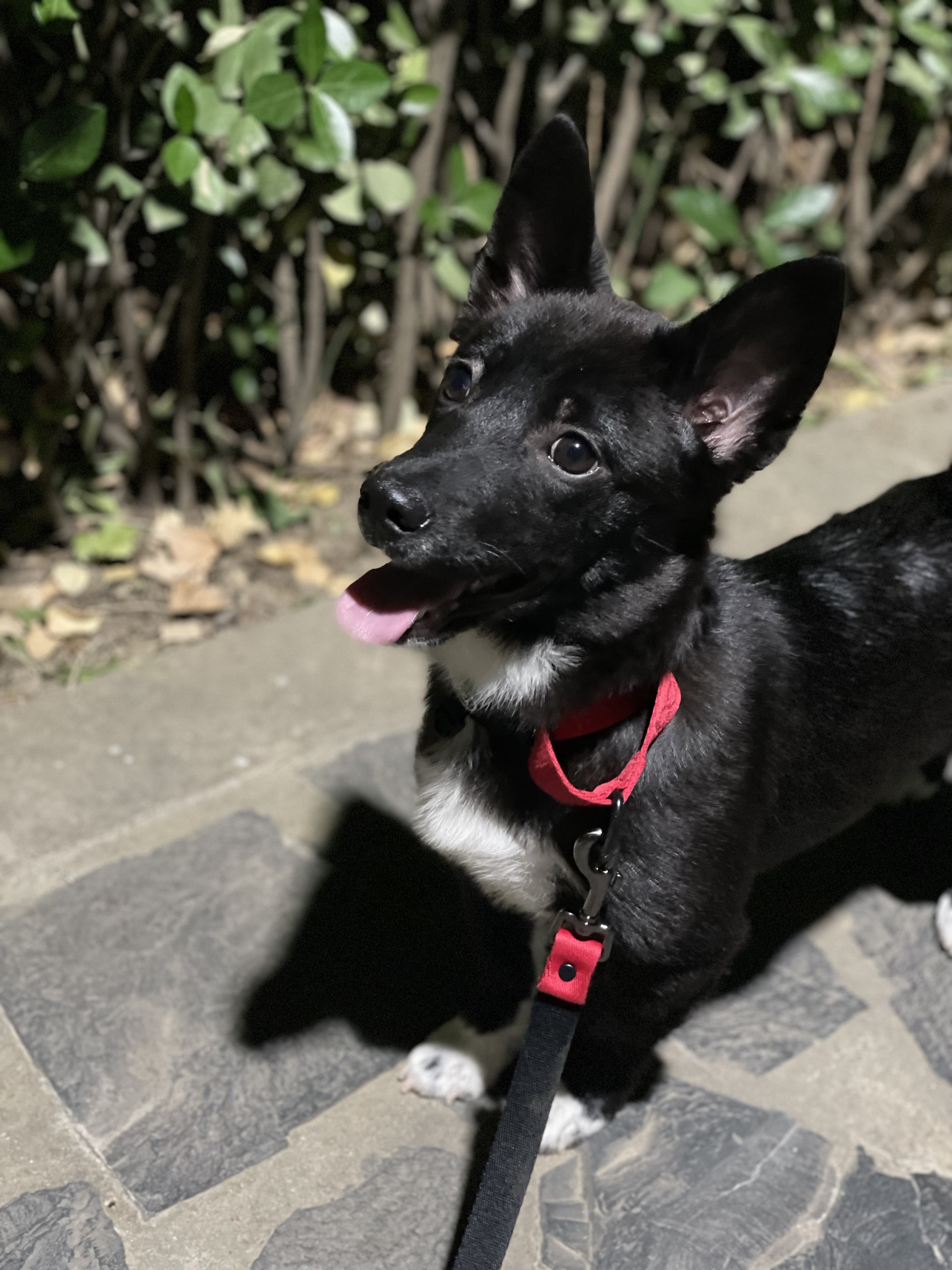 그린이 입양 1주일차 근황입니다~