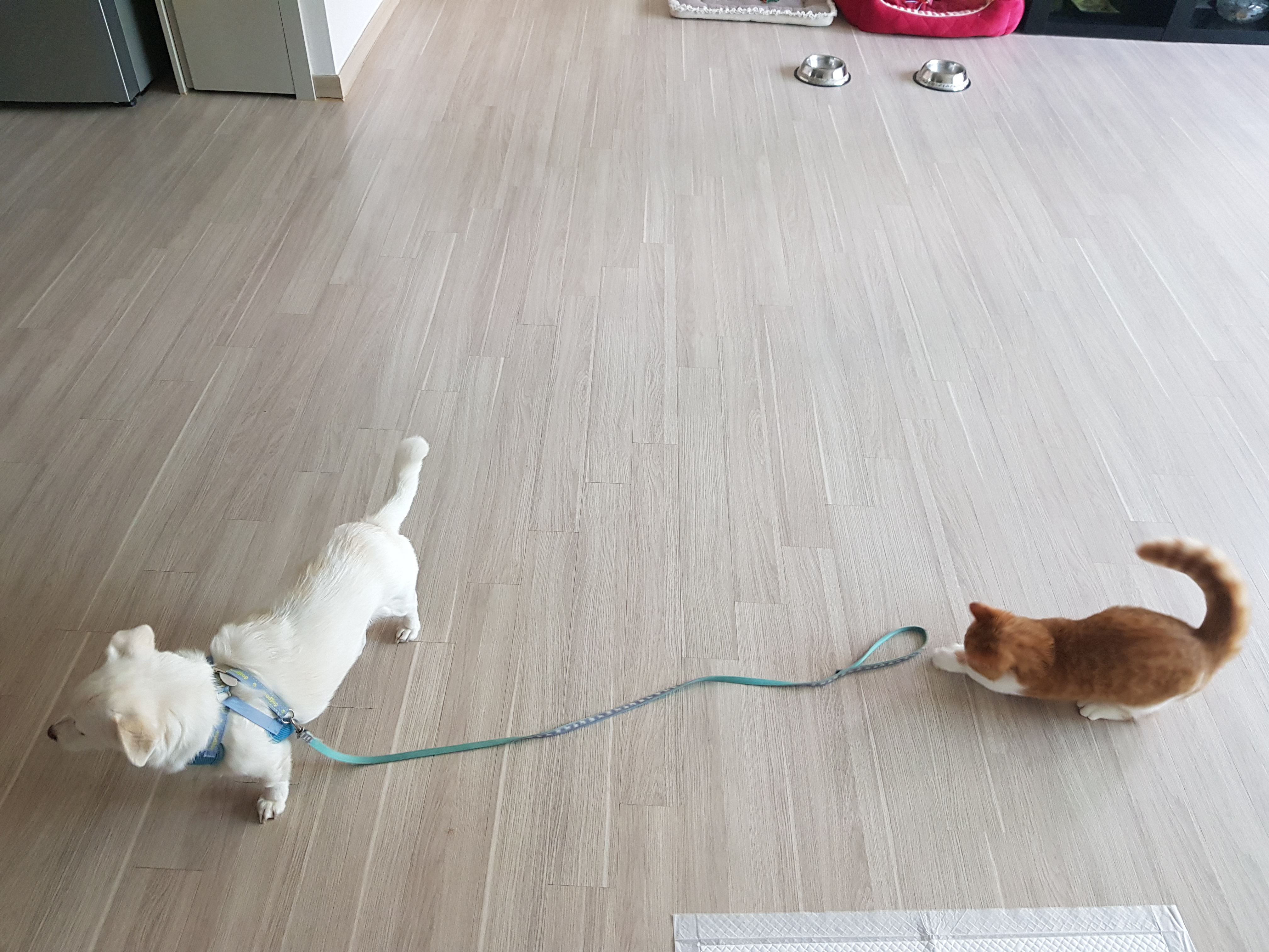 후추 슈가 3개월 후기