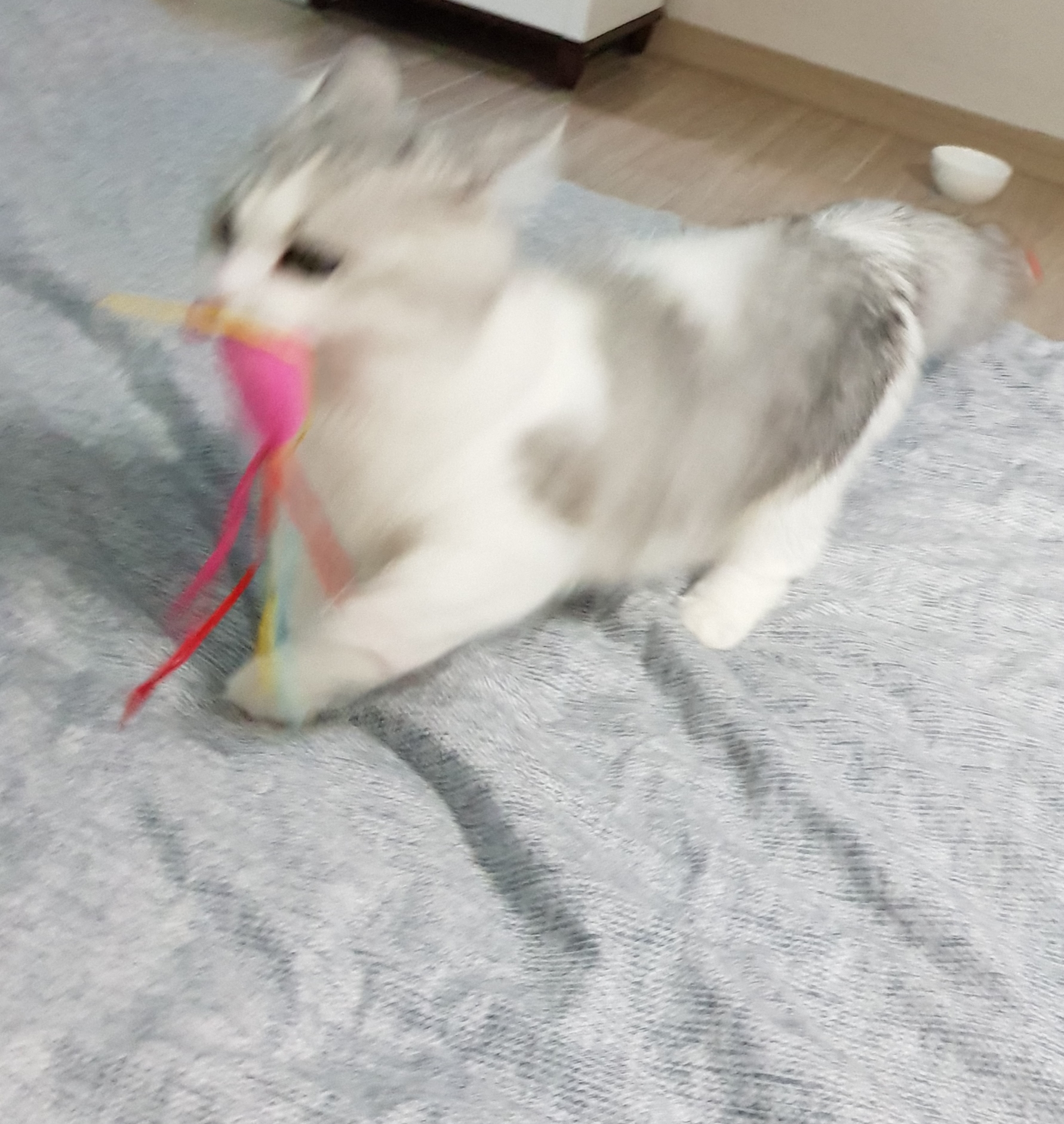 후추 슈가 3개월 후기