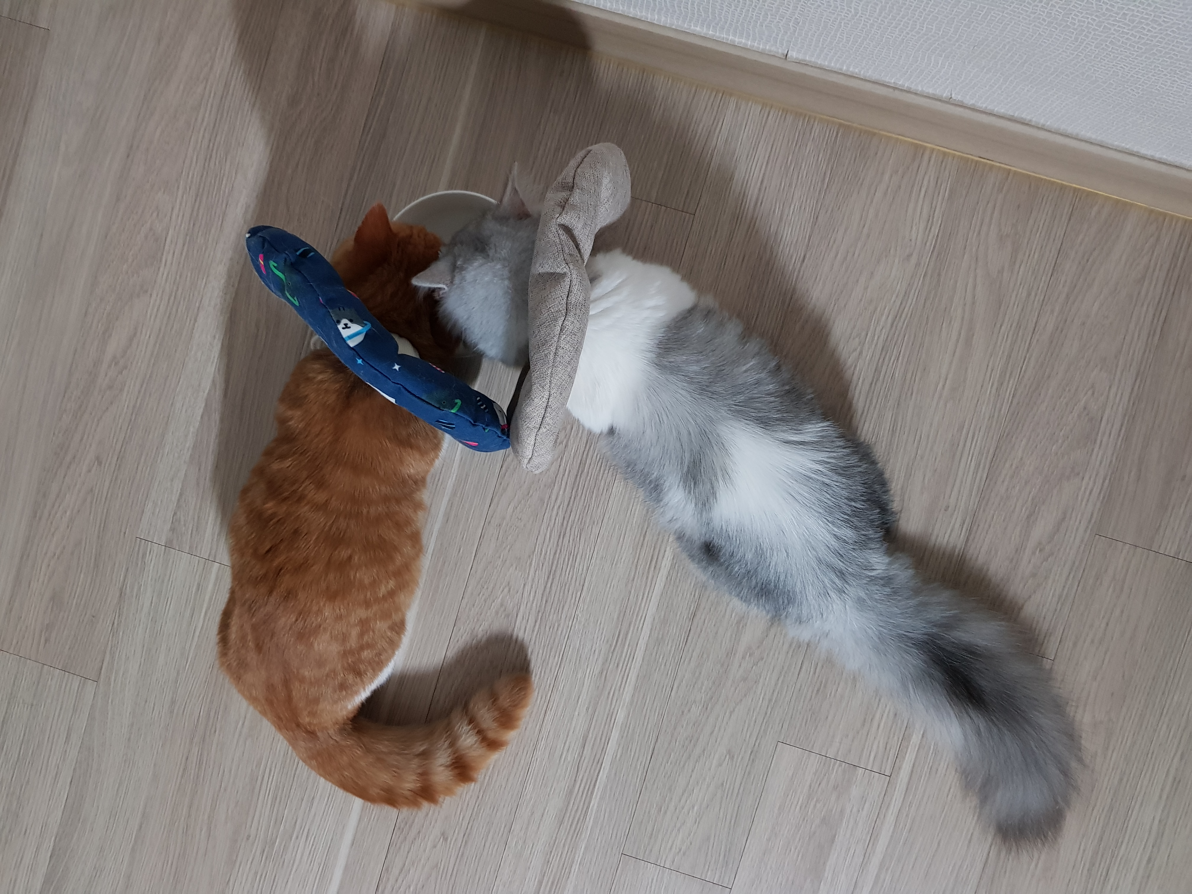 후추 슈가 3개월 후기