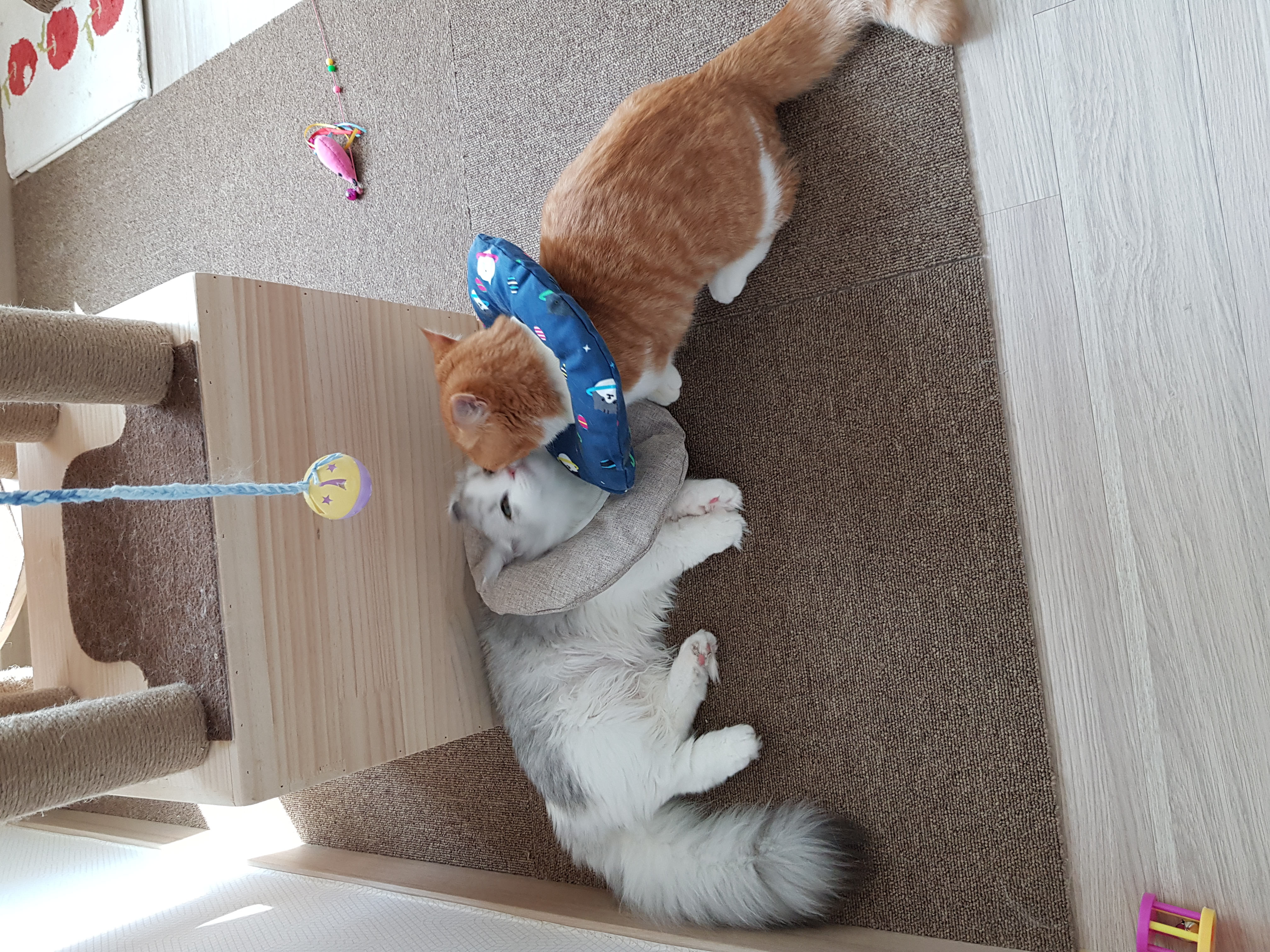 후추 슈가 3개월 후기