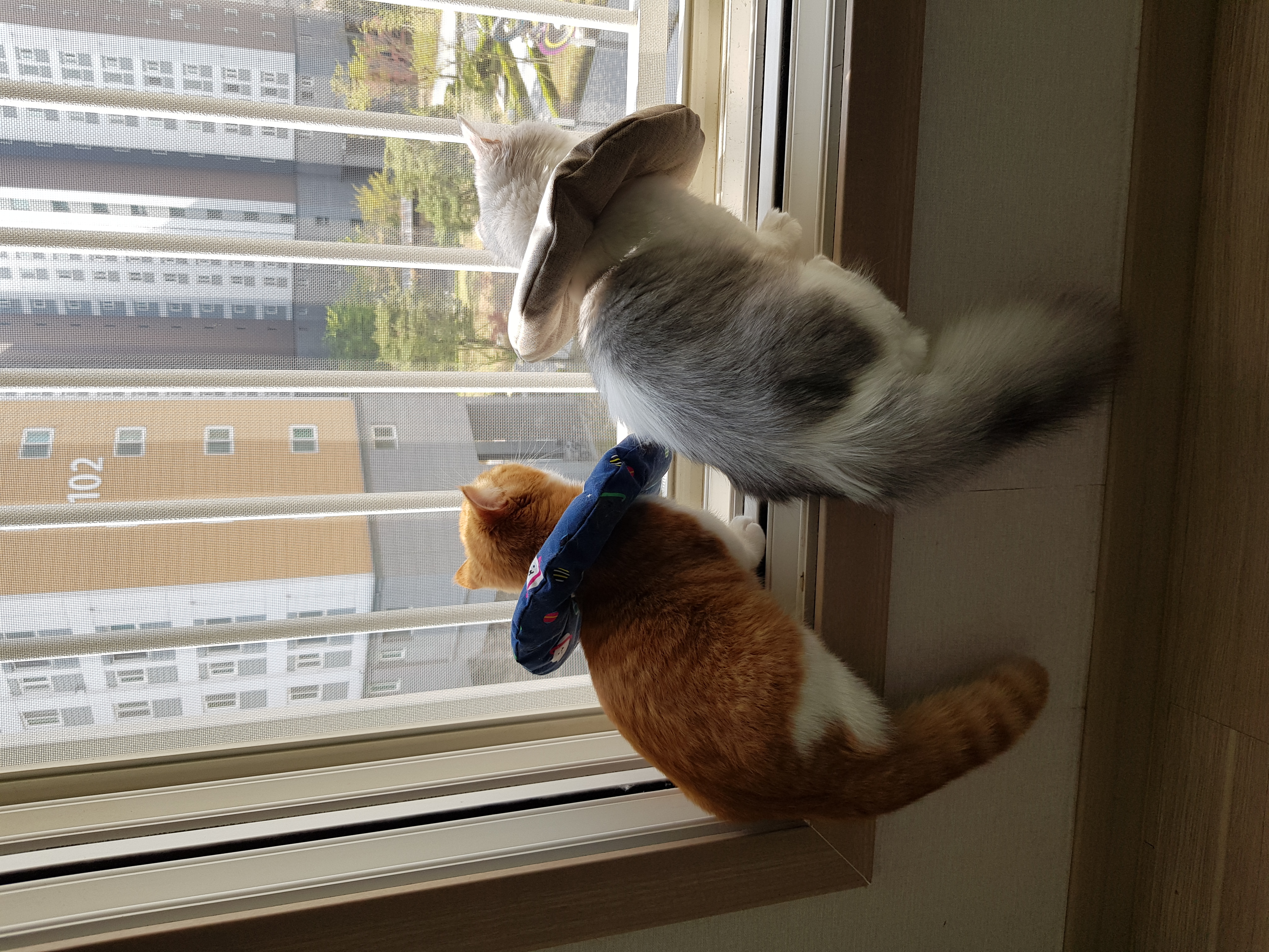 후추 슈가 3개월 후기