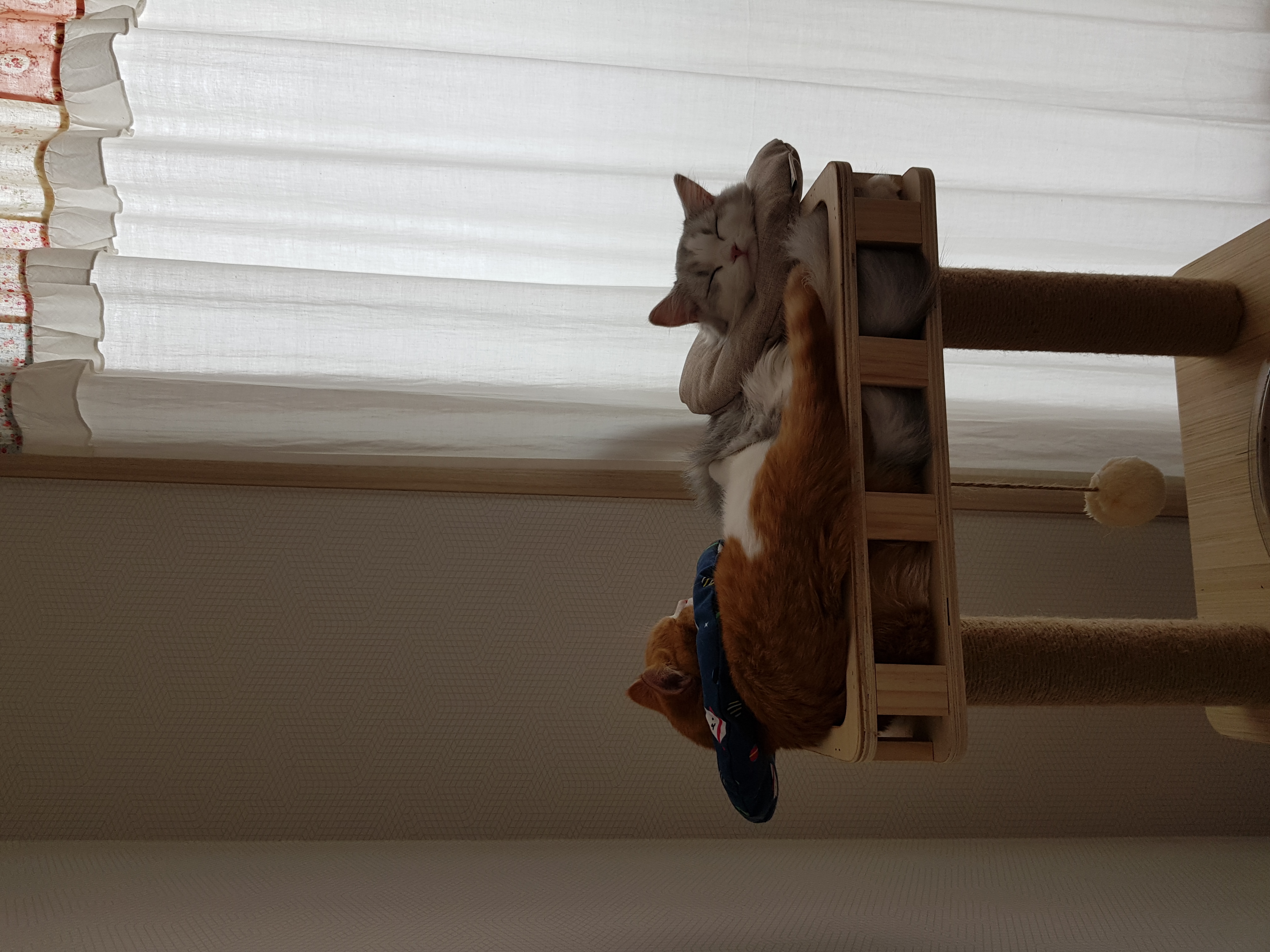 후추 슈가 3개월 후기