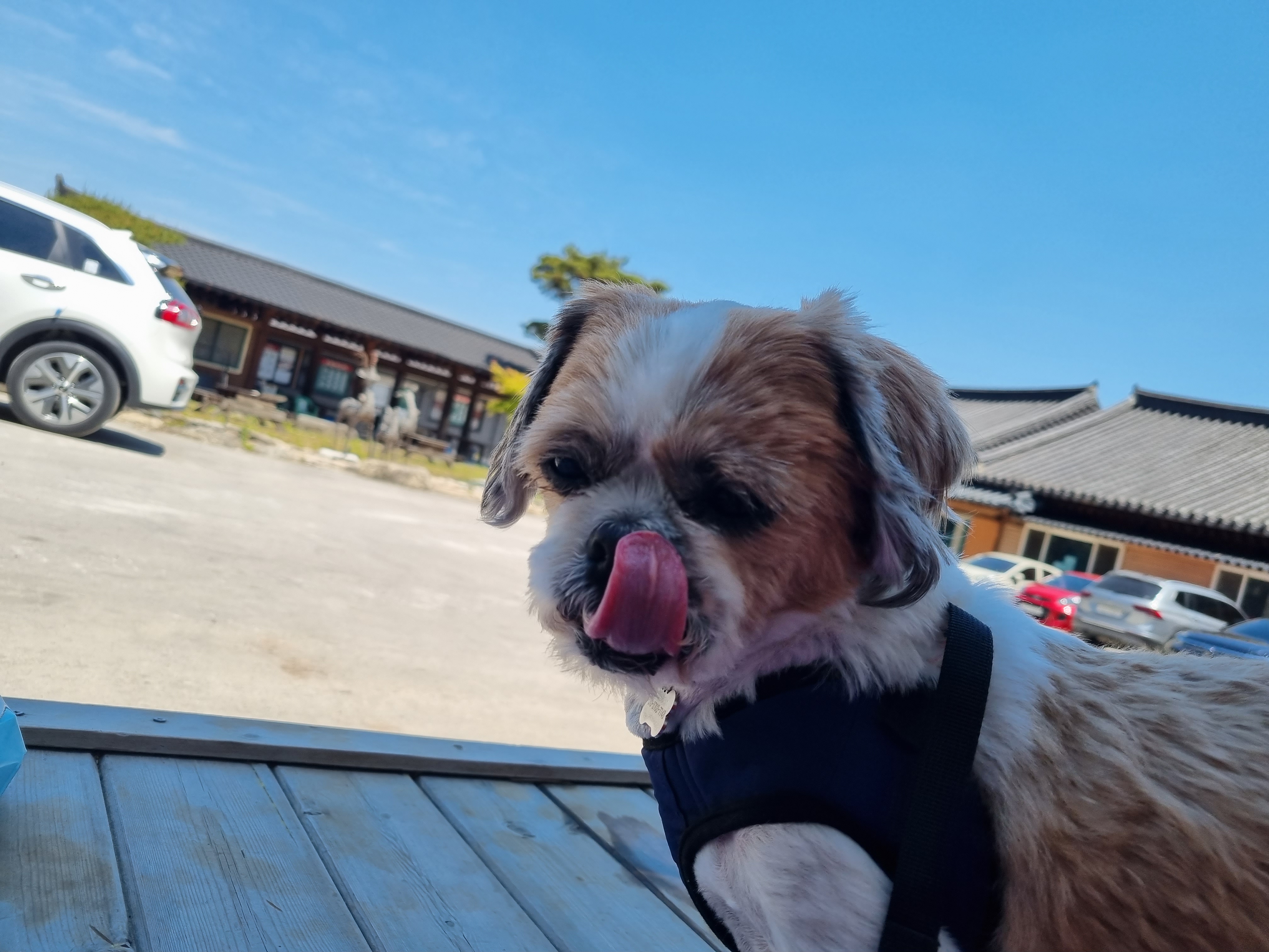 포동이의 숯가마 방문