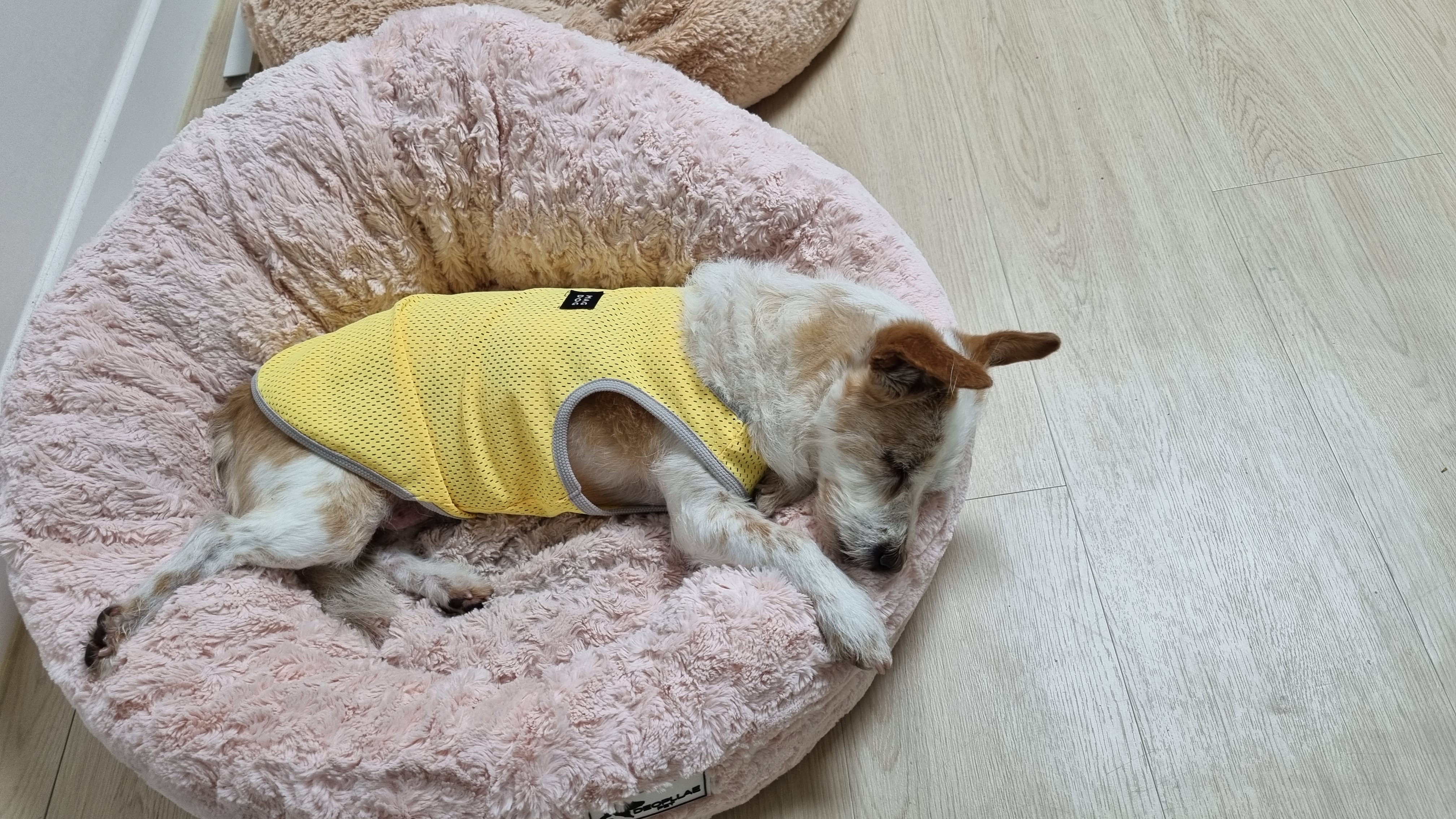 정말 오랜만에 도비(랑이) 근황