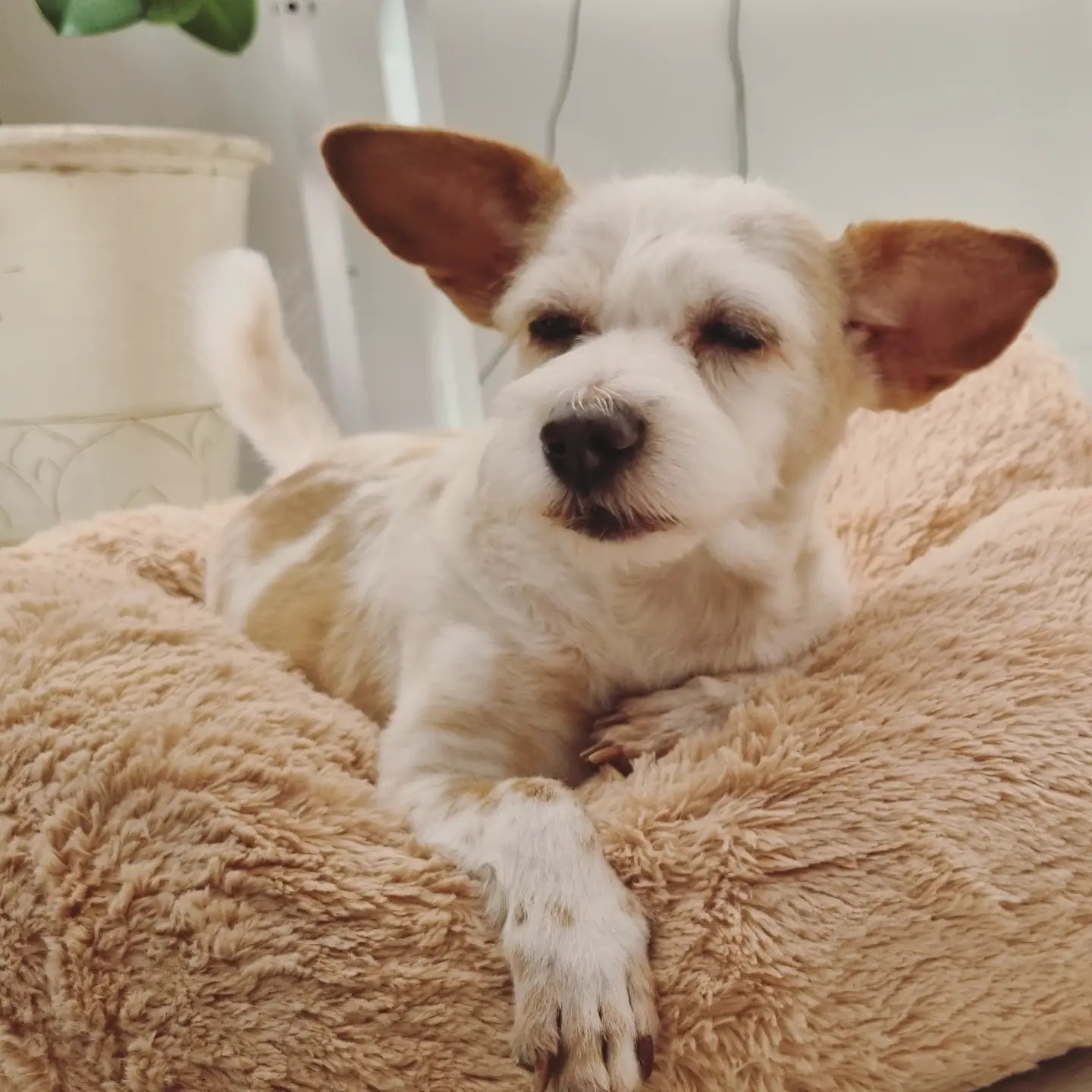 정말 오랜만에 도비(랑이) 근황