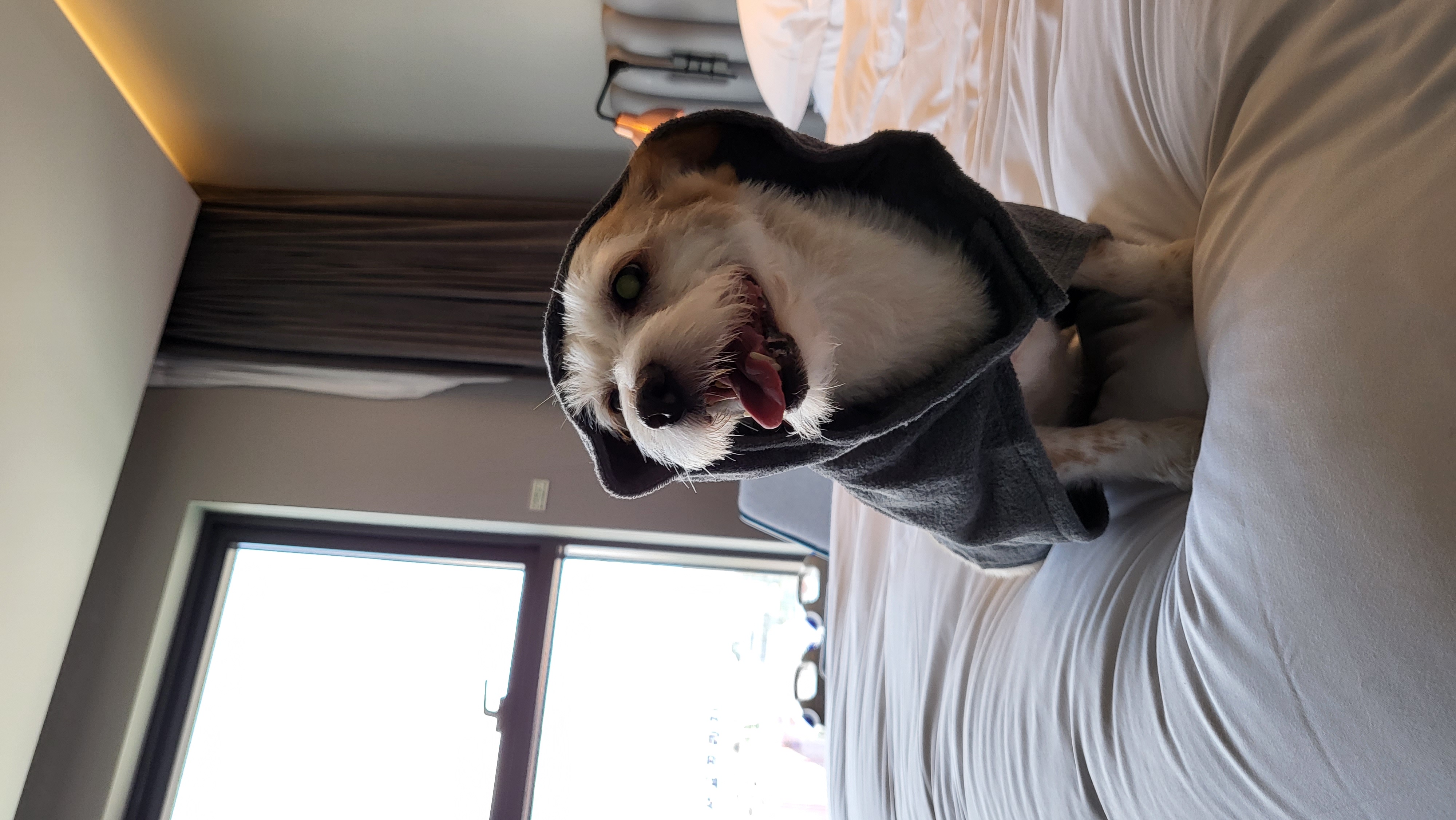 정말 오랜만에 도비(랑이) 근황