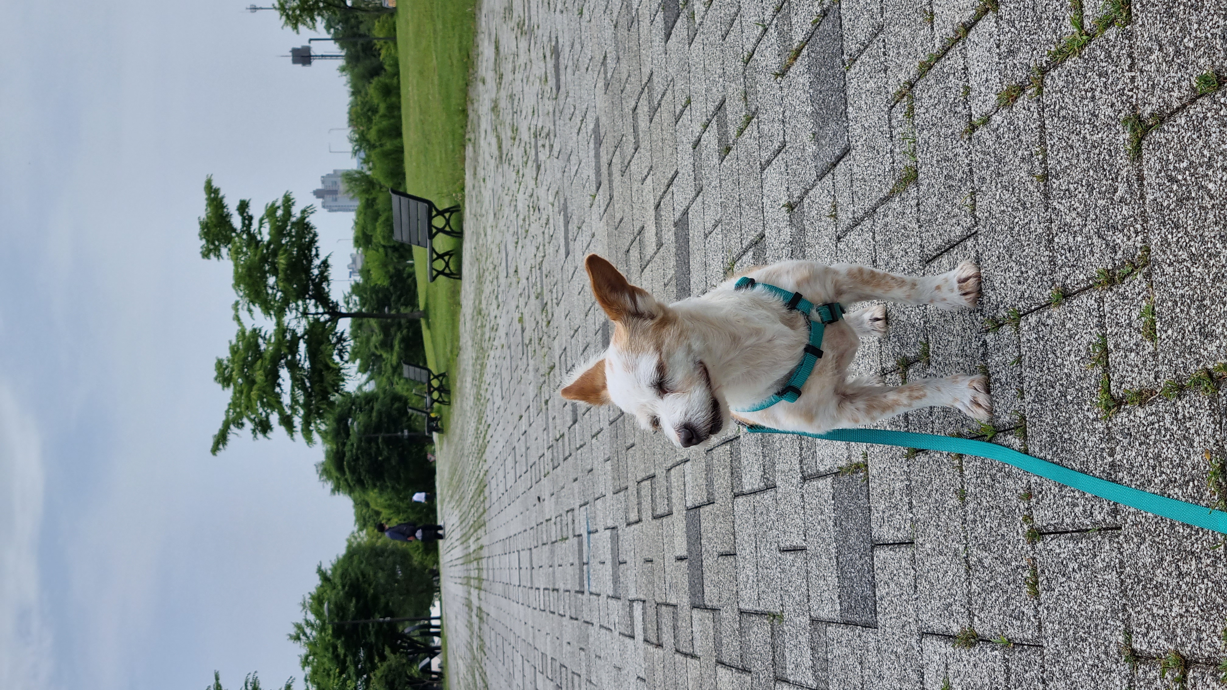 정말 오랜만에 도비(랑이) 근황