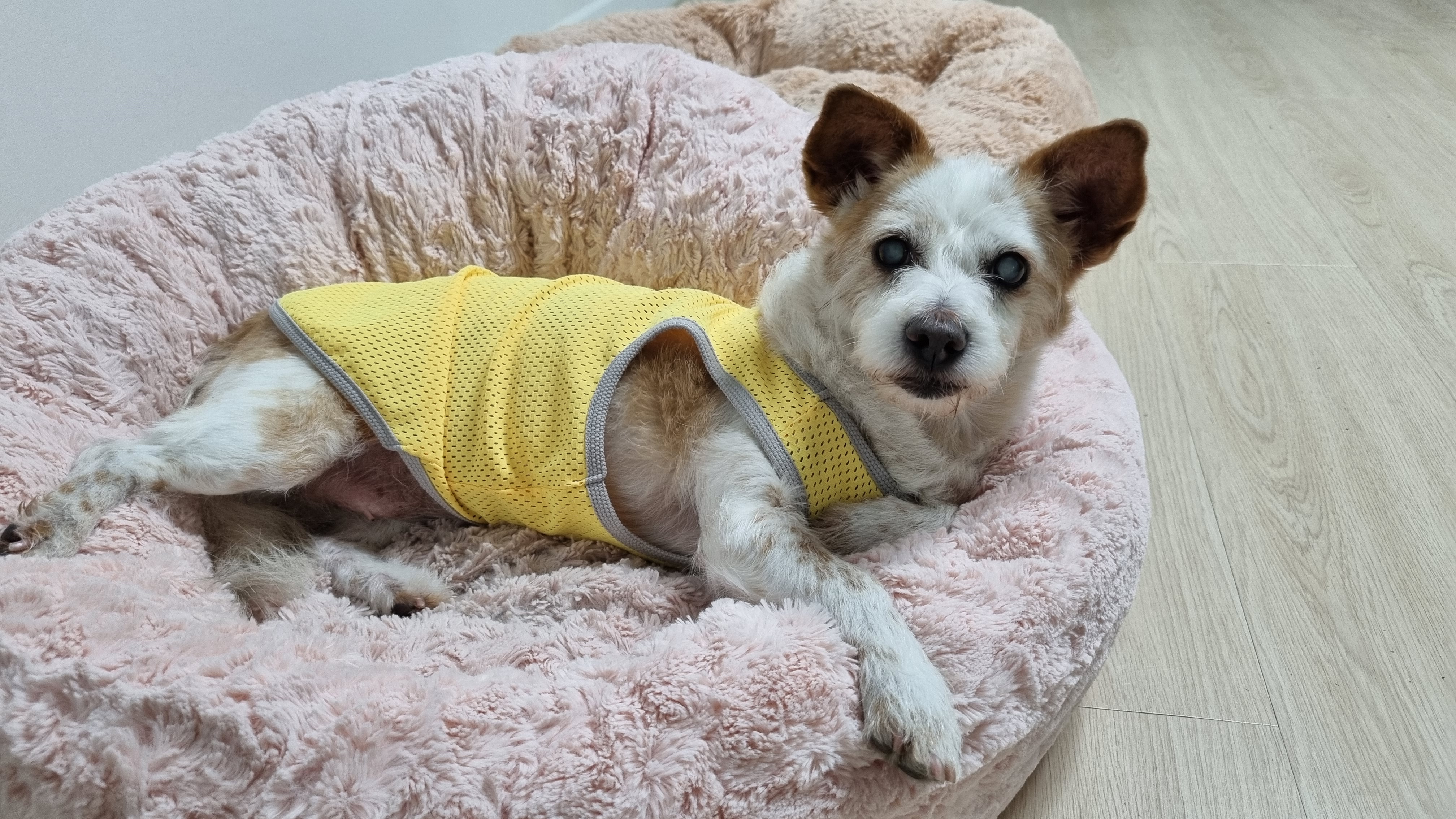 정말 오랜만에 도비(랑이) 근황