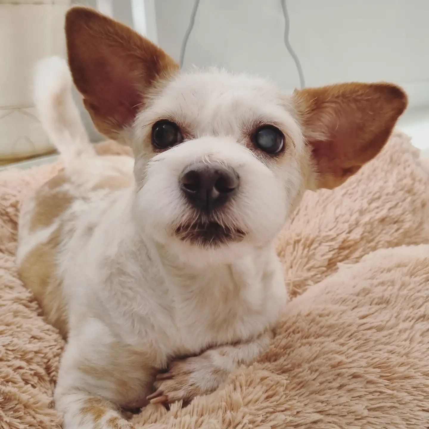 정말 오랜만에 도비(랑이) 근황