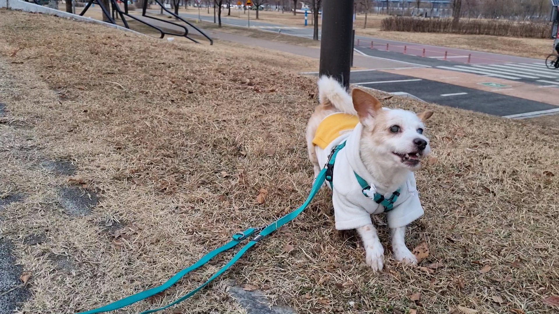 정말 오랜만에 도비(랑이) 근황