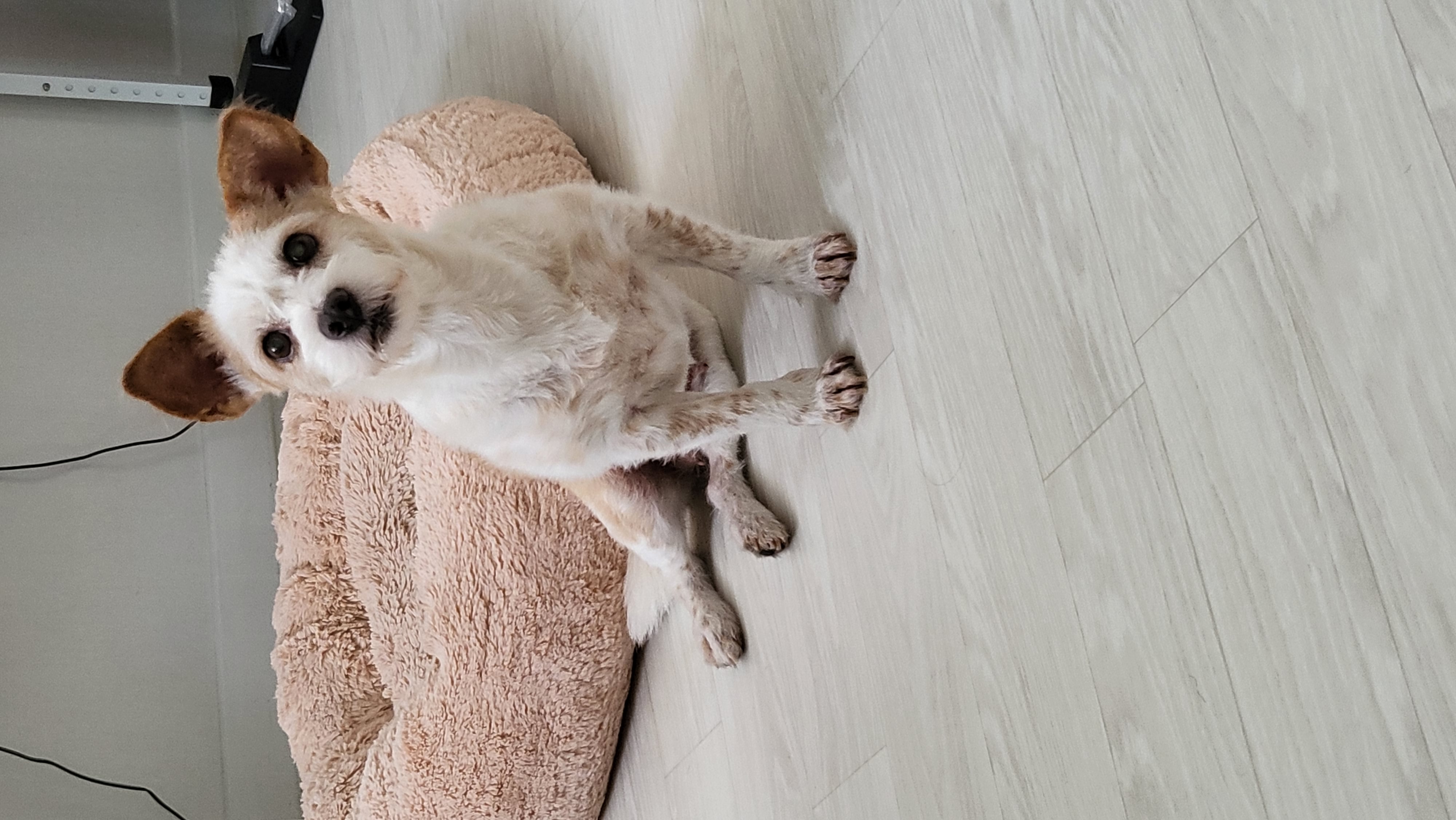 정말 오랜만에 도비(랑이) 근황