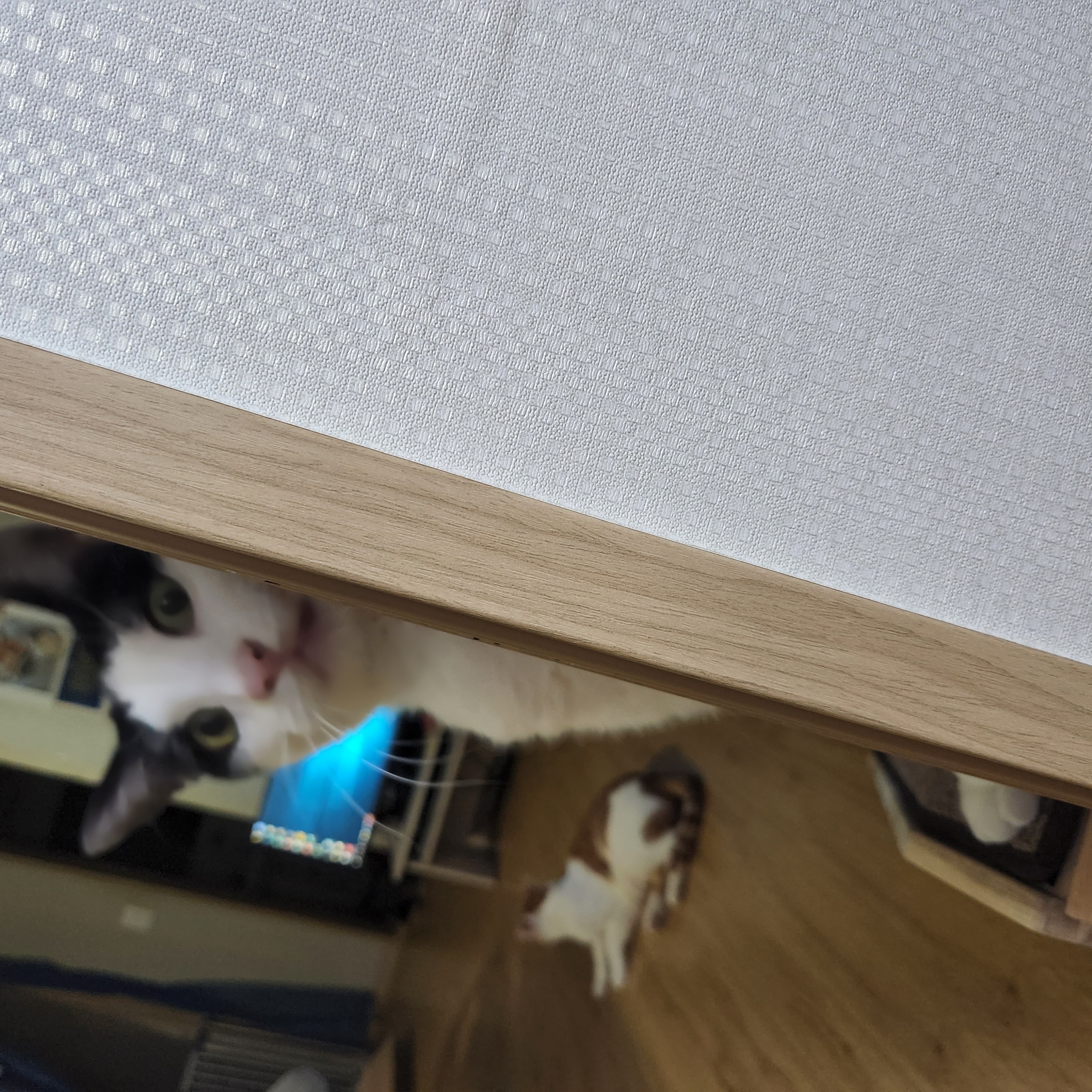 5월 새싹이네입니다