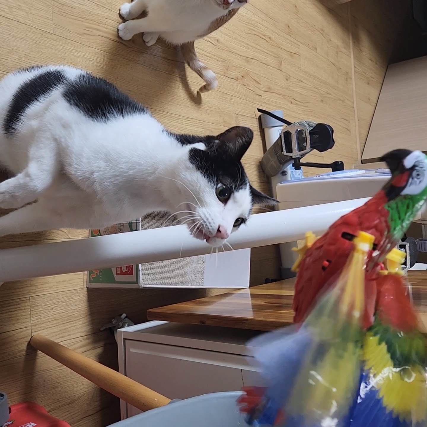 5월 새싹이네입니다