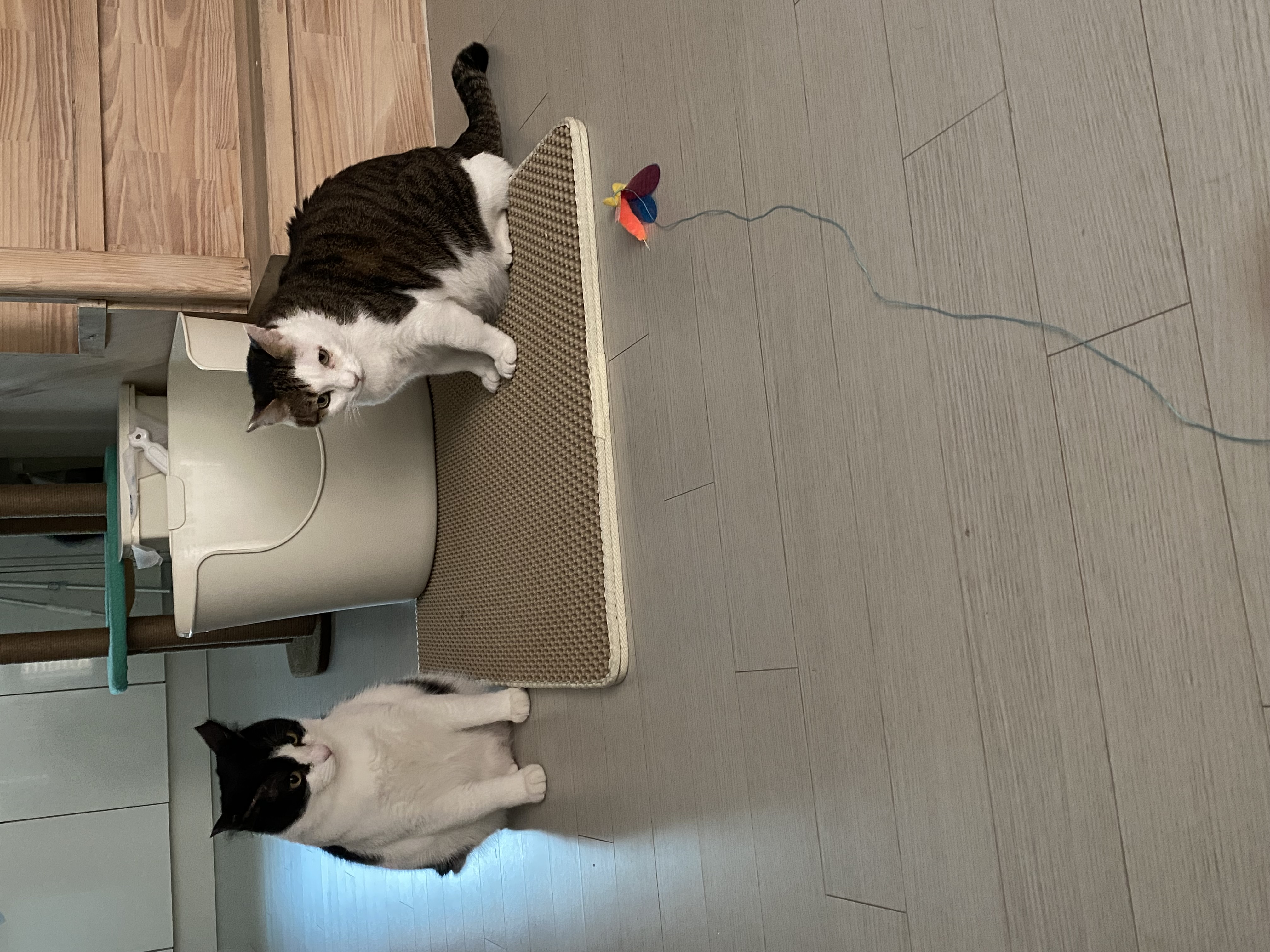 서창이의 적응일지 1