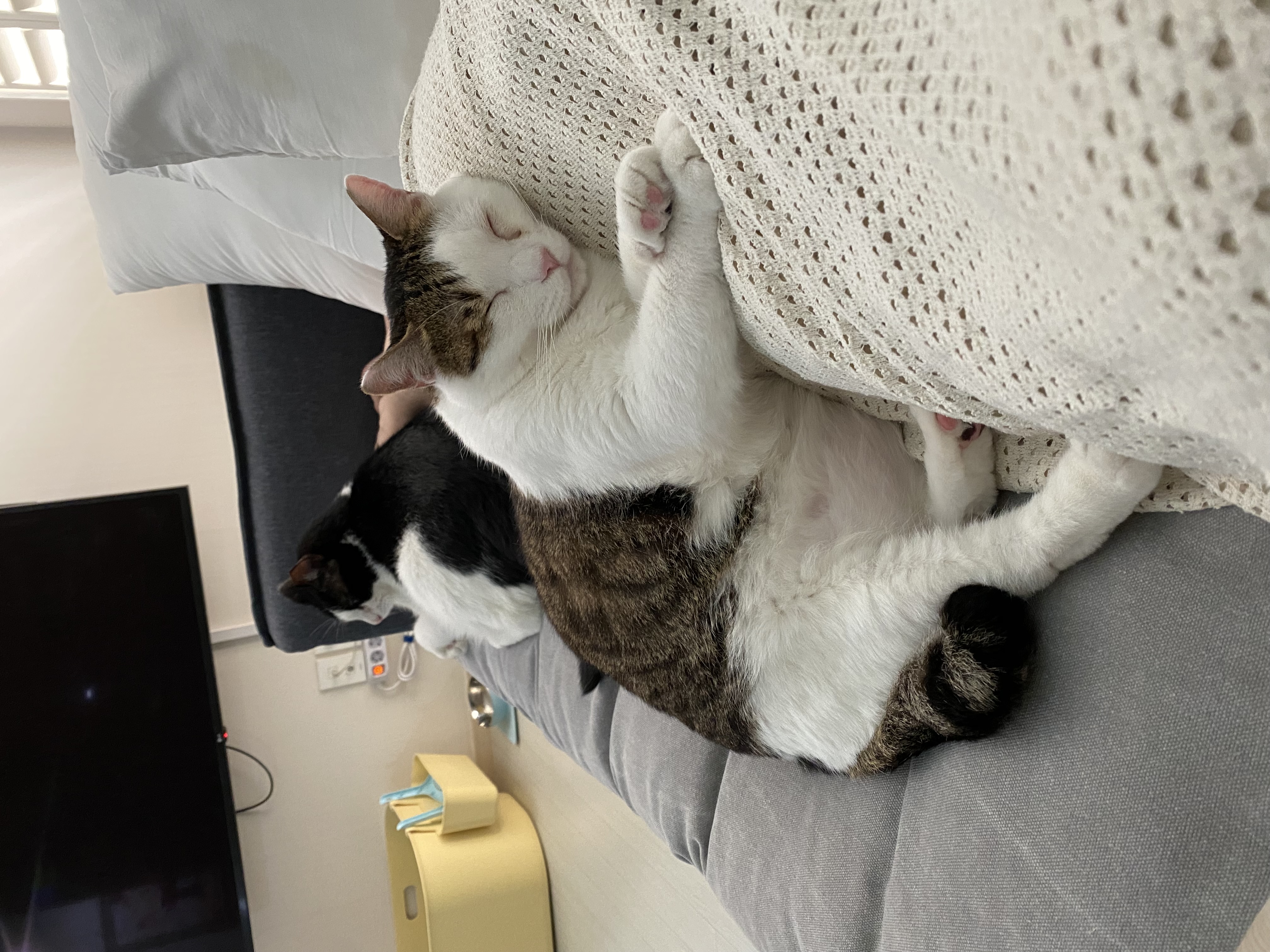 서창이의 적응일지 1