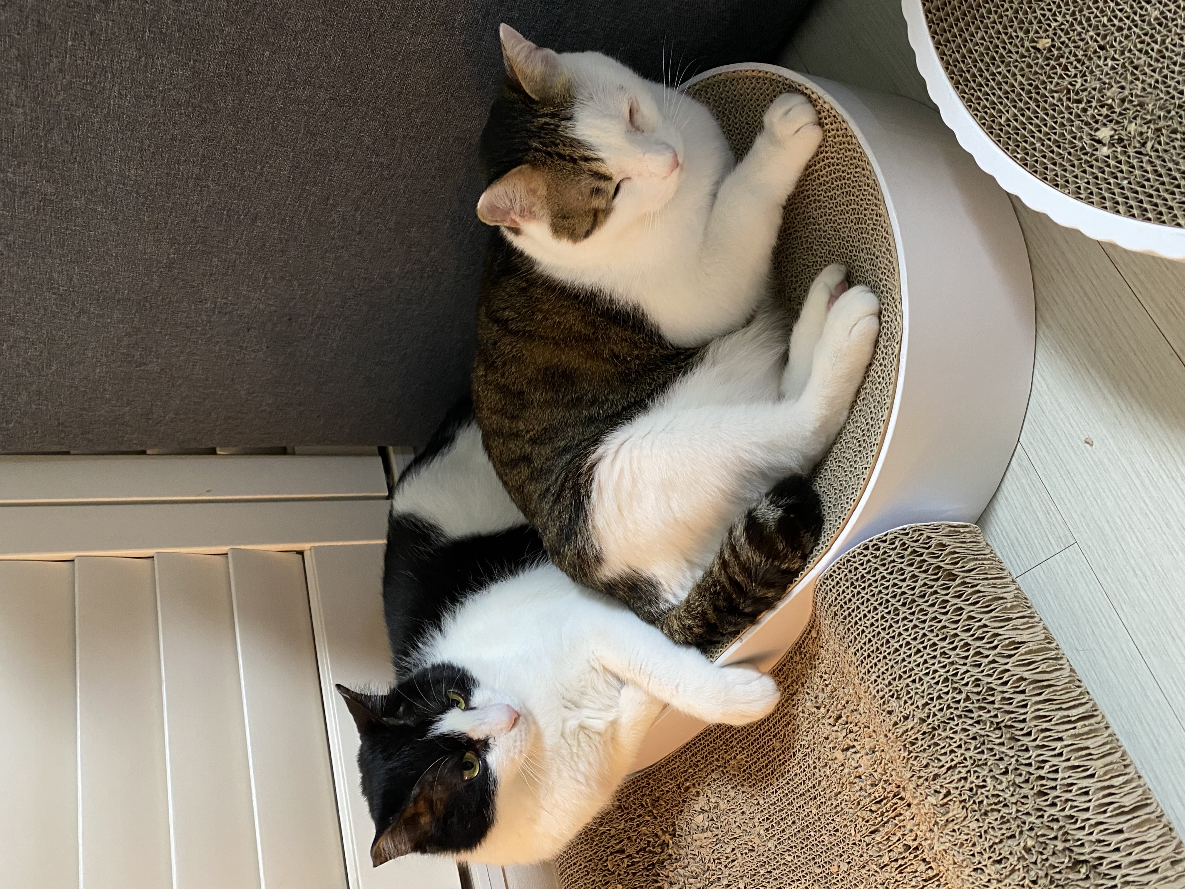 서창이의 적응일지 1