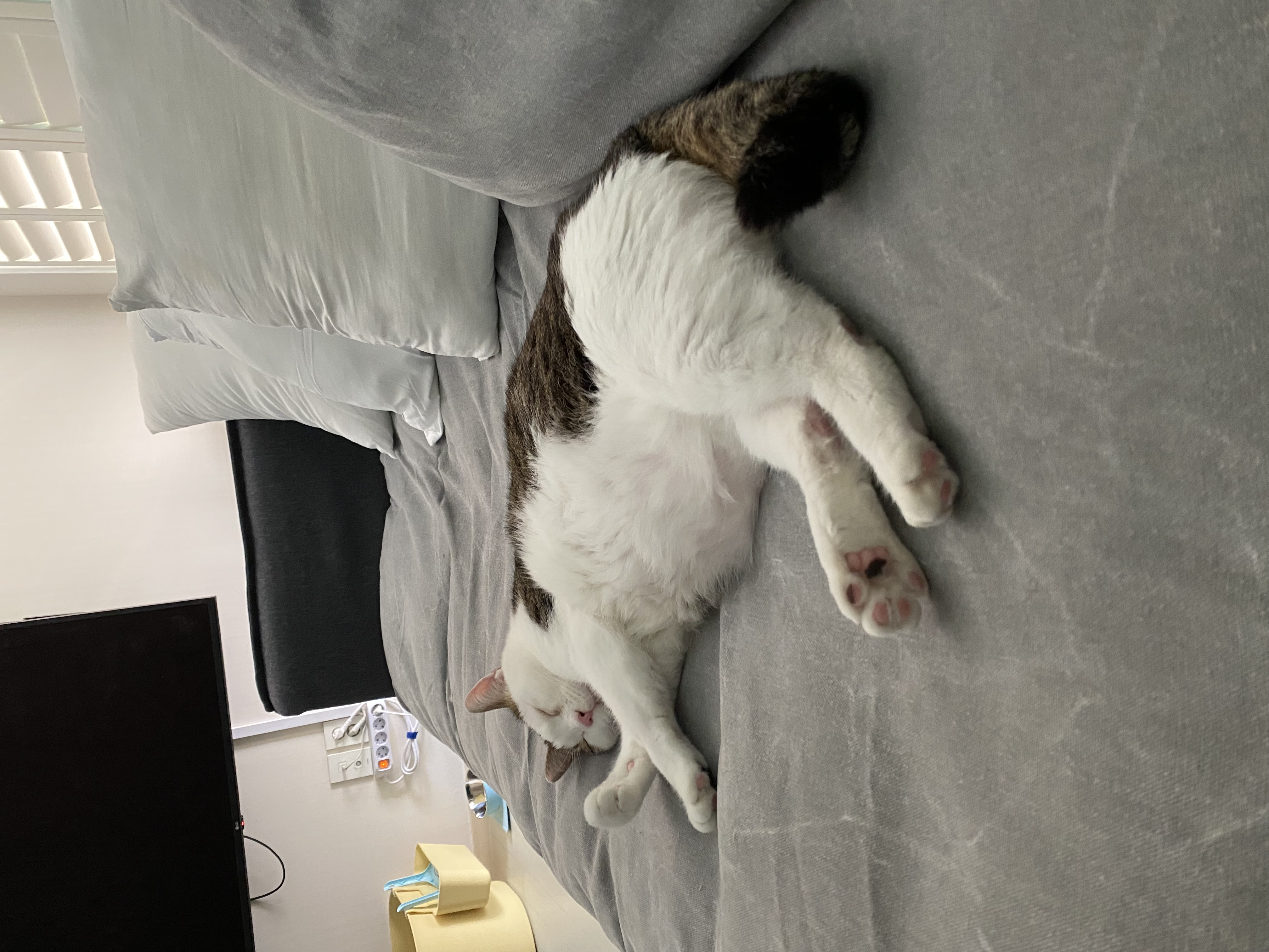 서창이의 적응일지 1