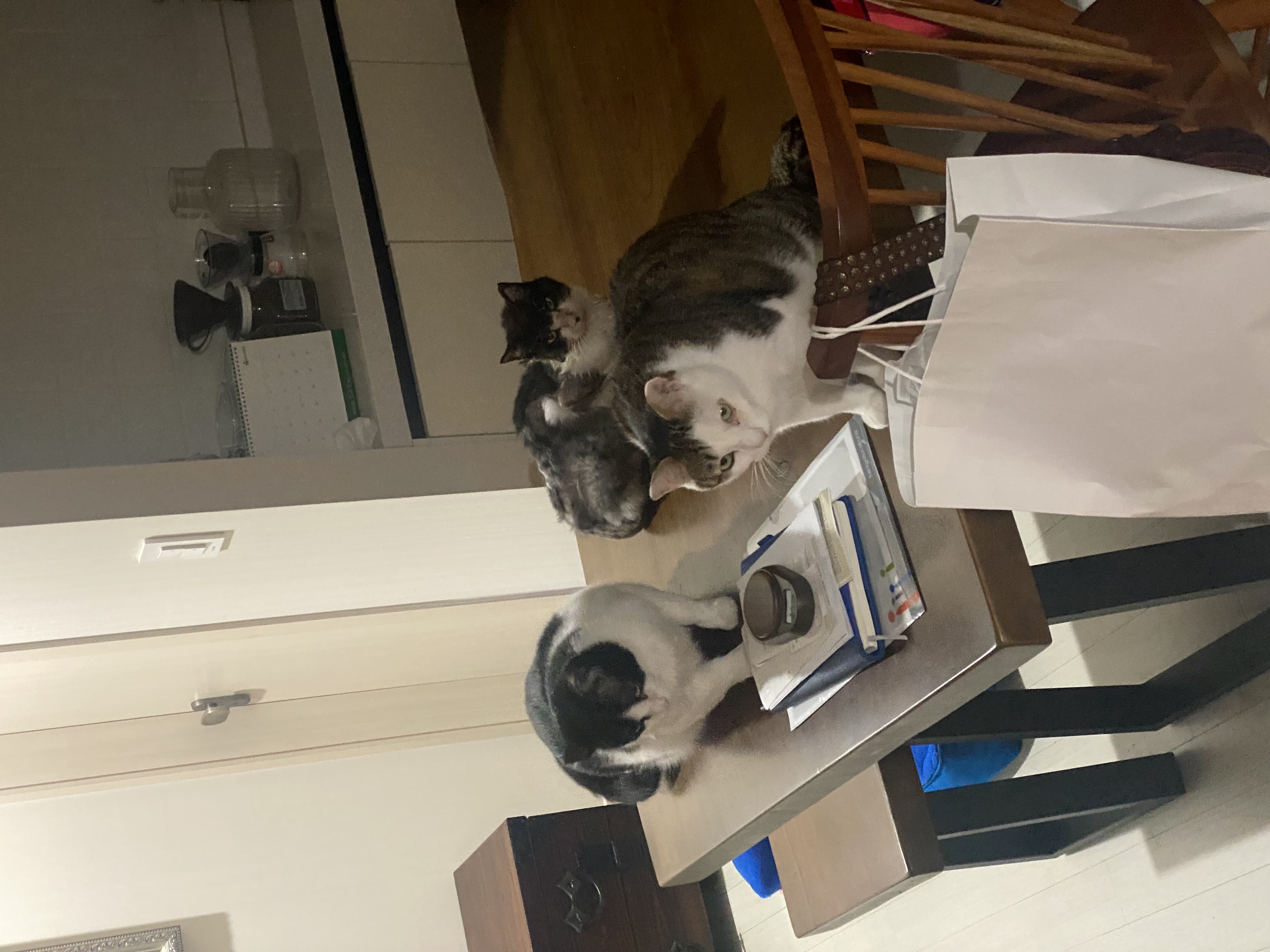 서창이의 적응일지 1