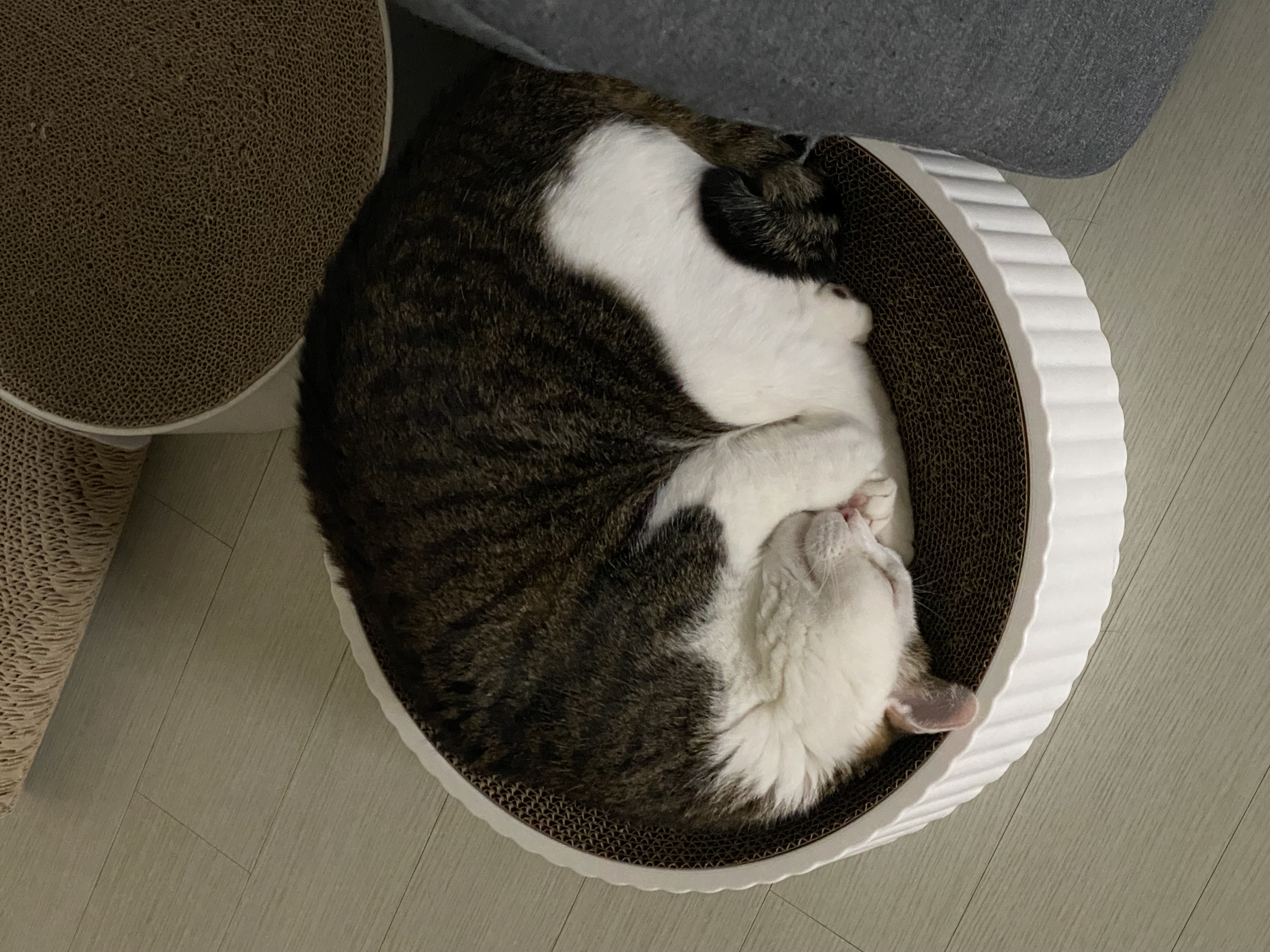 서창이의 적응일지 1