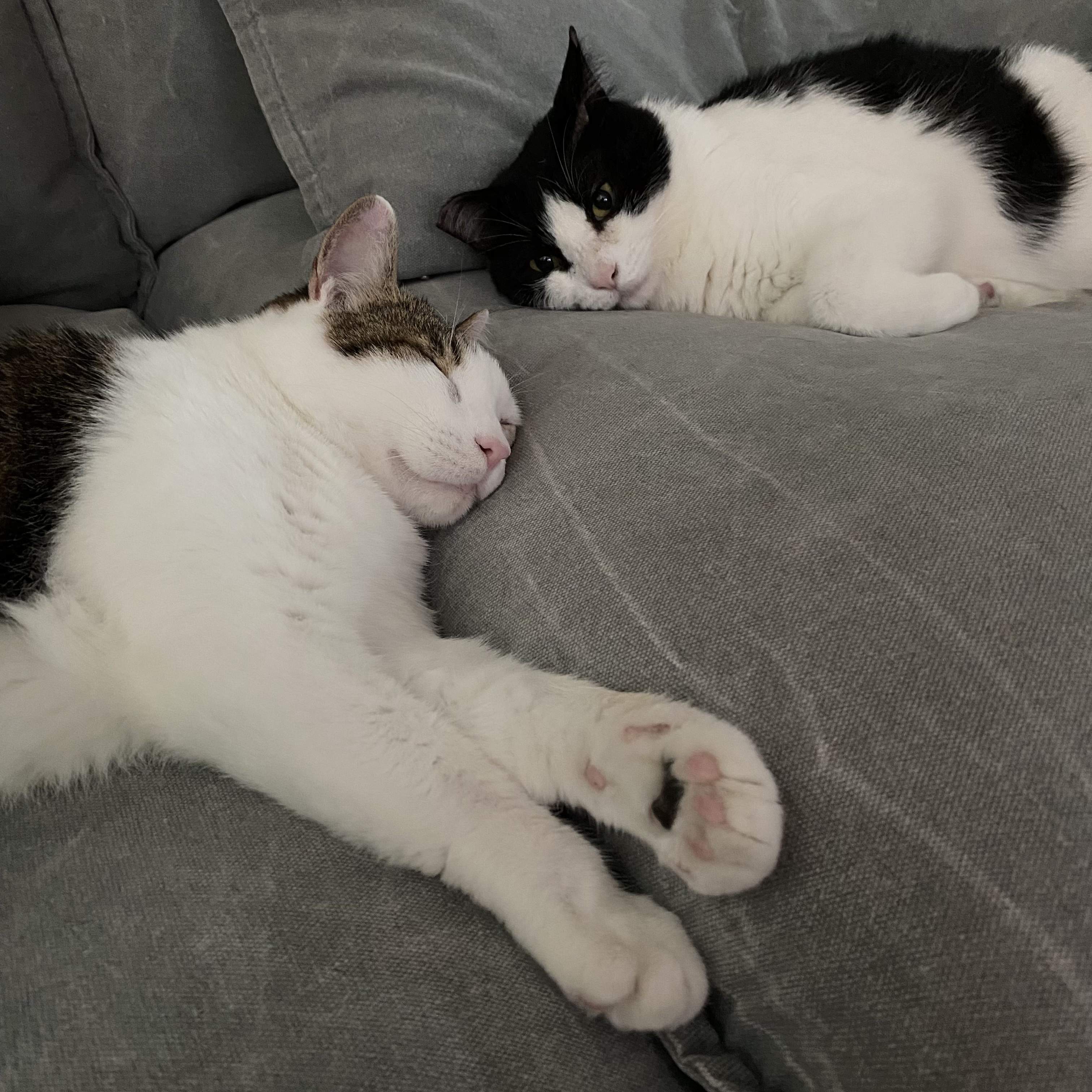 서창이의 적응일지 1