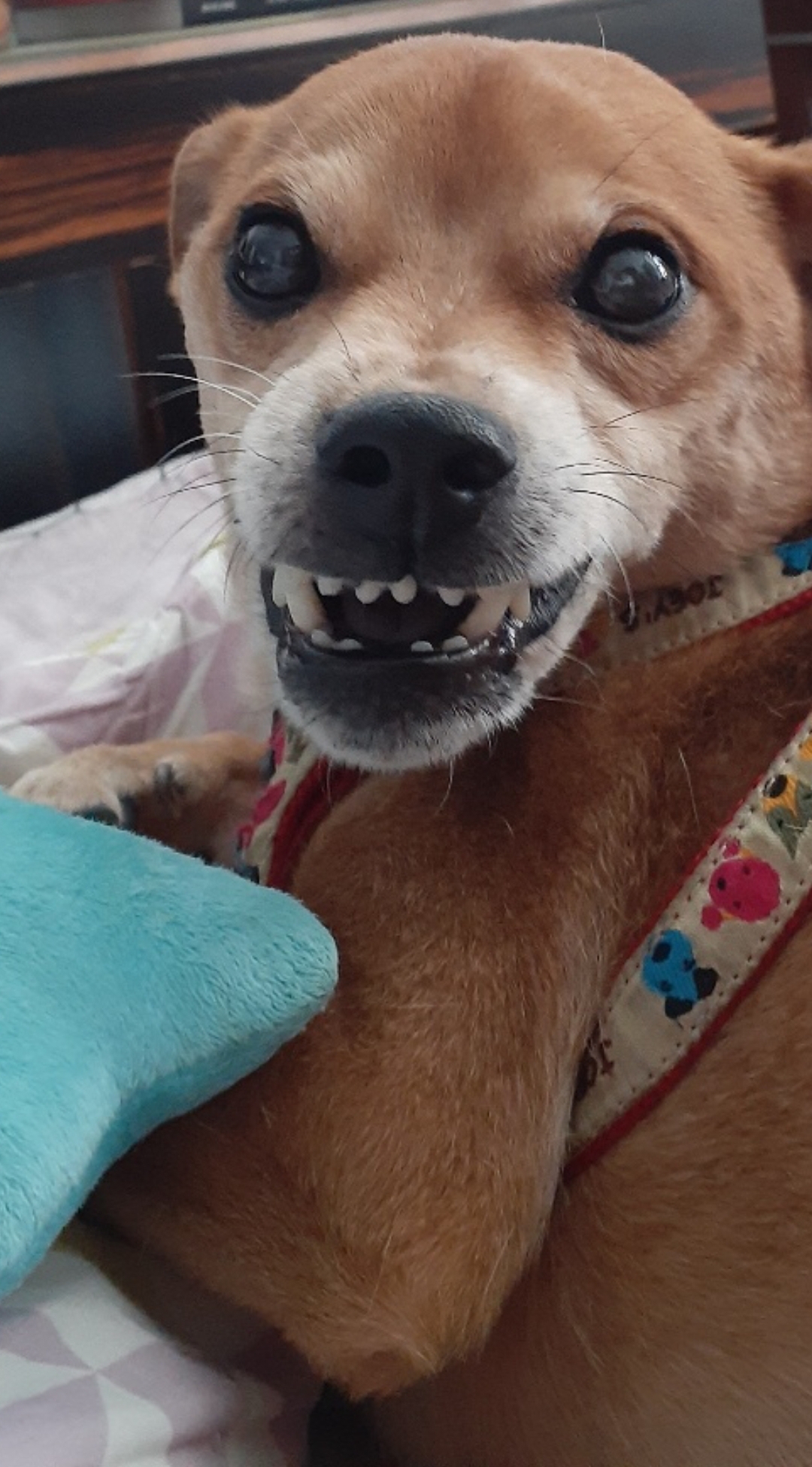 다온이 소식전해요~