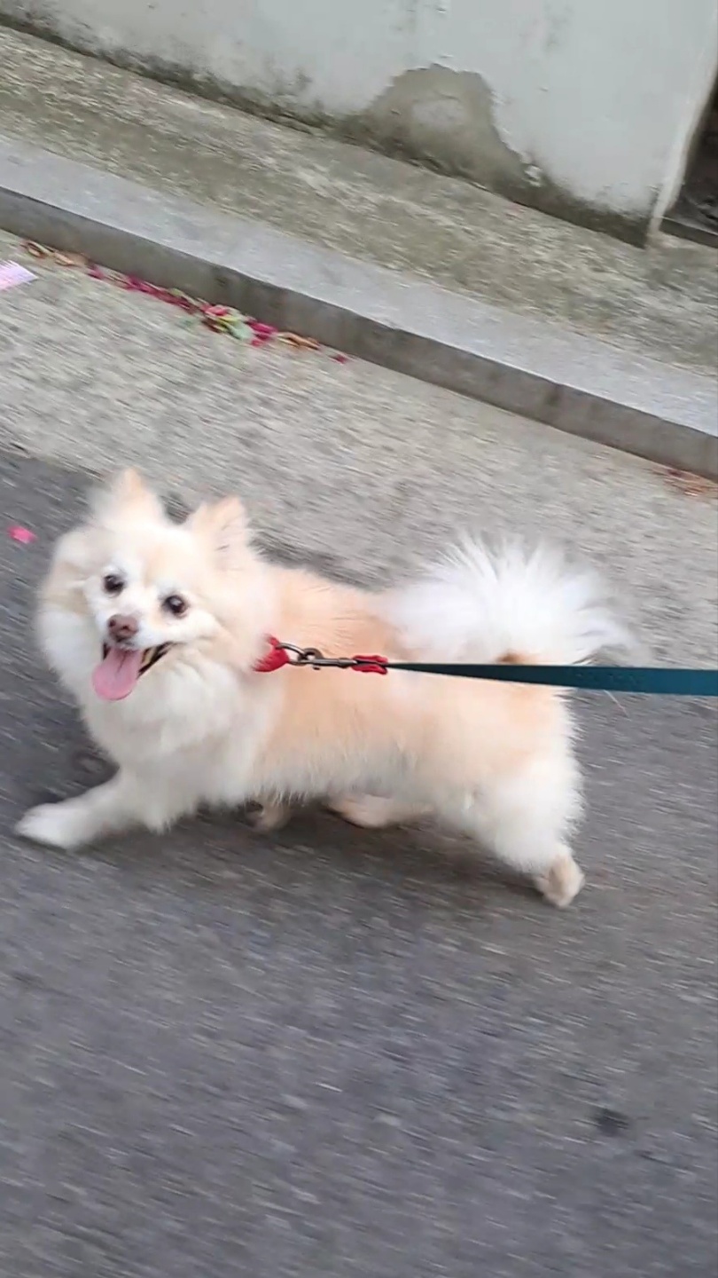 새롬이는 이제 산책도 해요