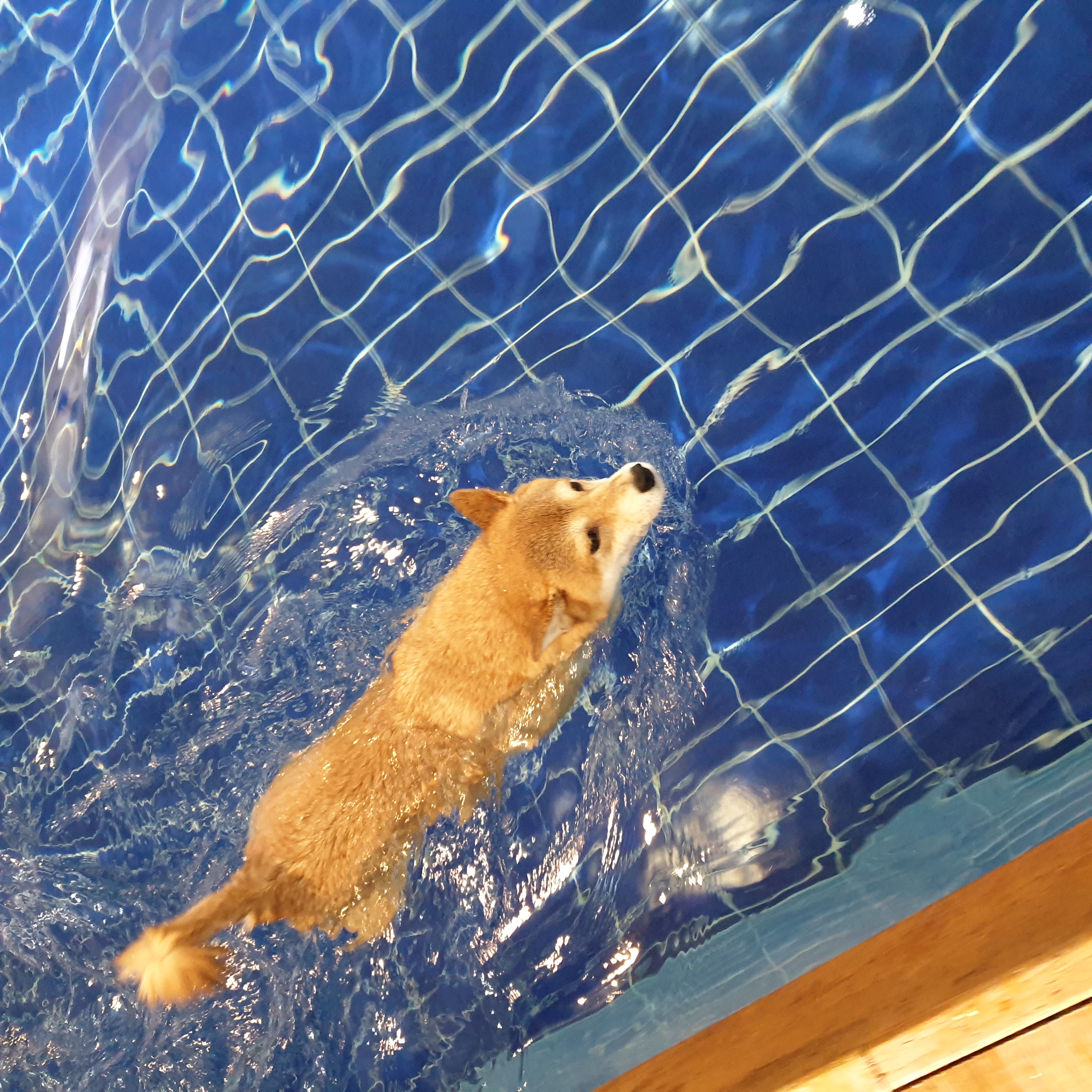 보리와 함께한 1년이 금방 지났네요.