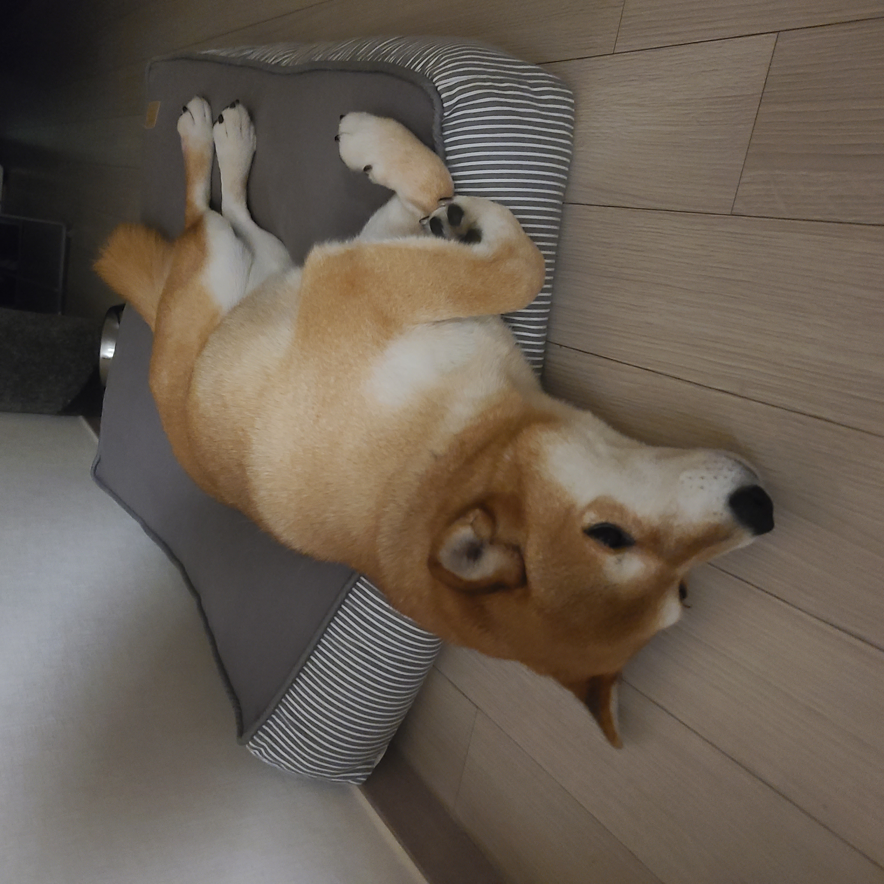 보리와 함께한 1년이 금방 지났네요.